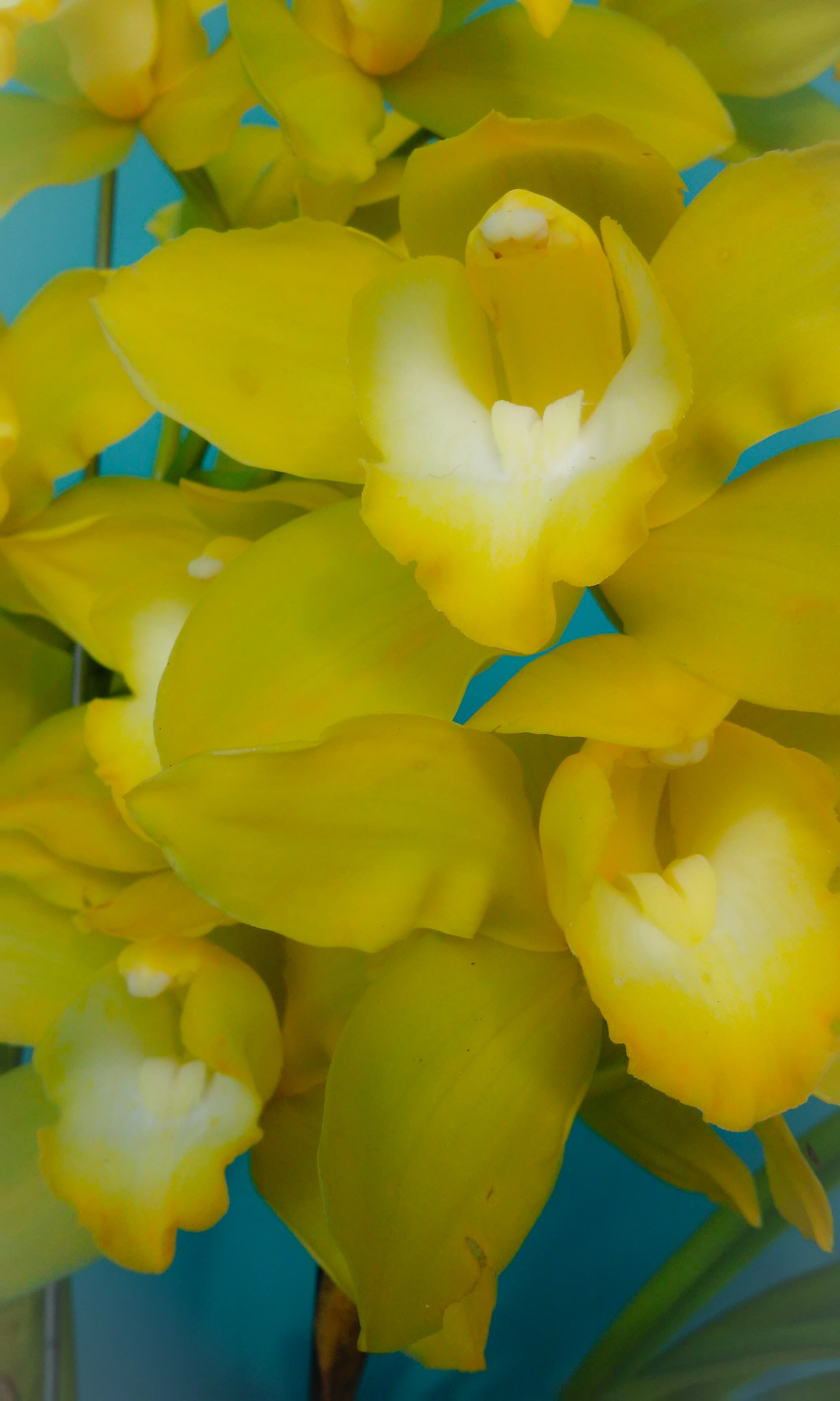 Flowering of Cymbidium