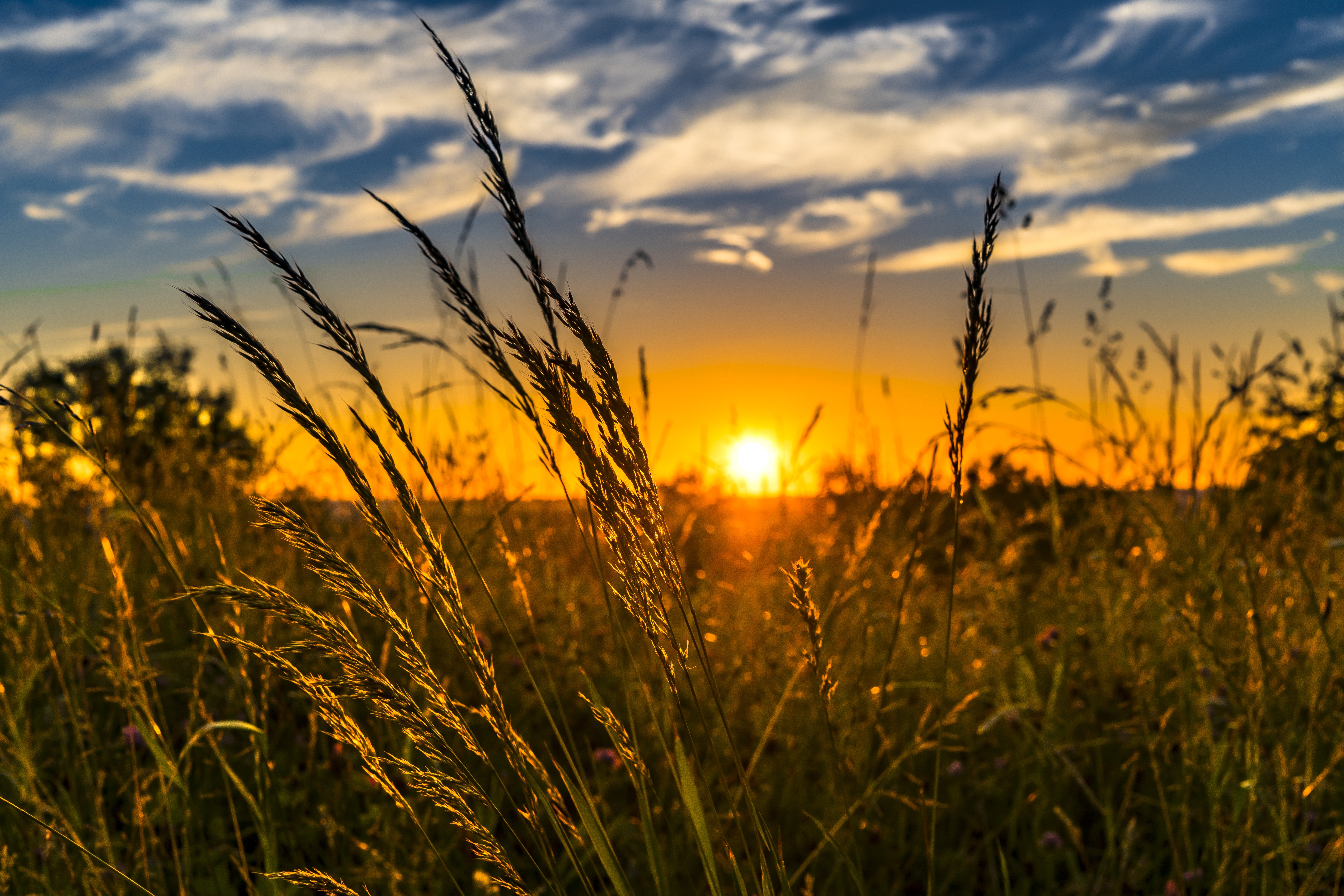 Wallpapers grass horizon clouds on the desktop