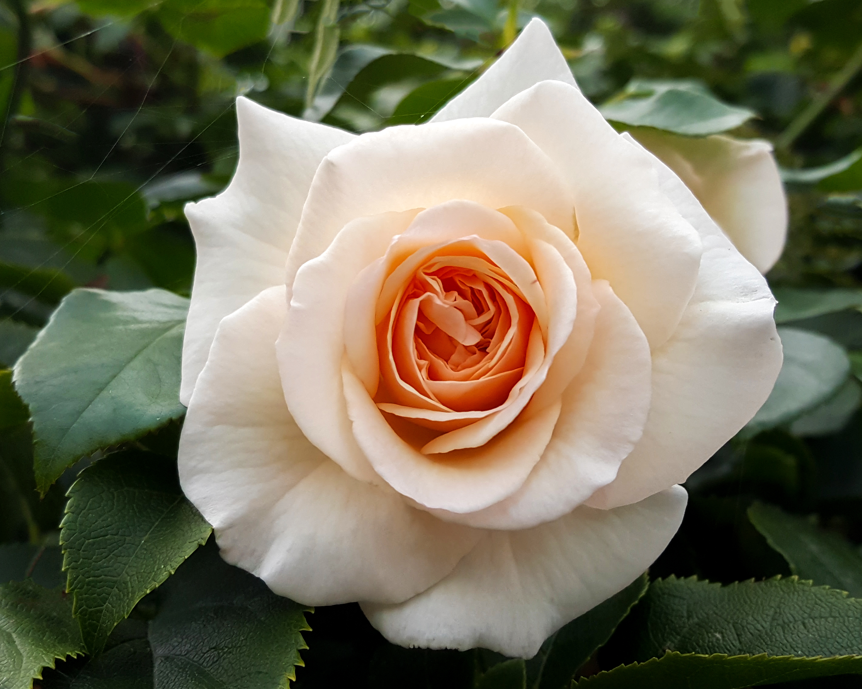 Wallpapers white rose white flower flower on the desktop