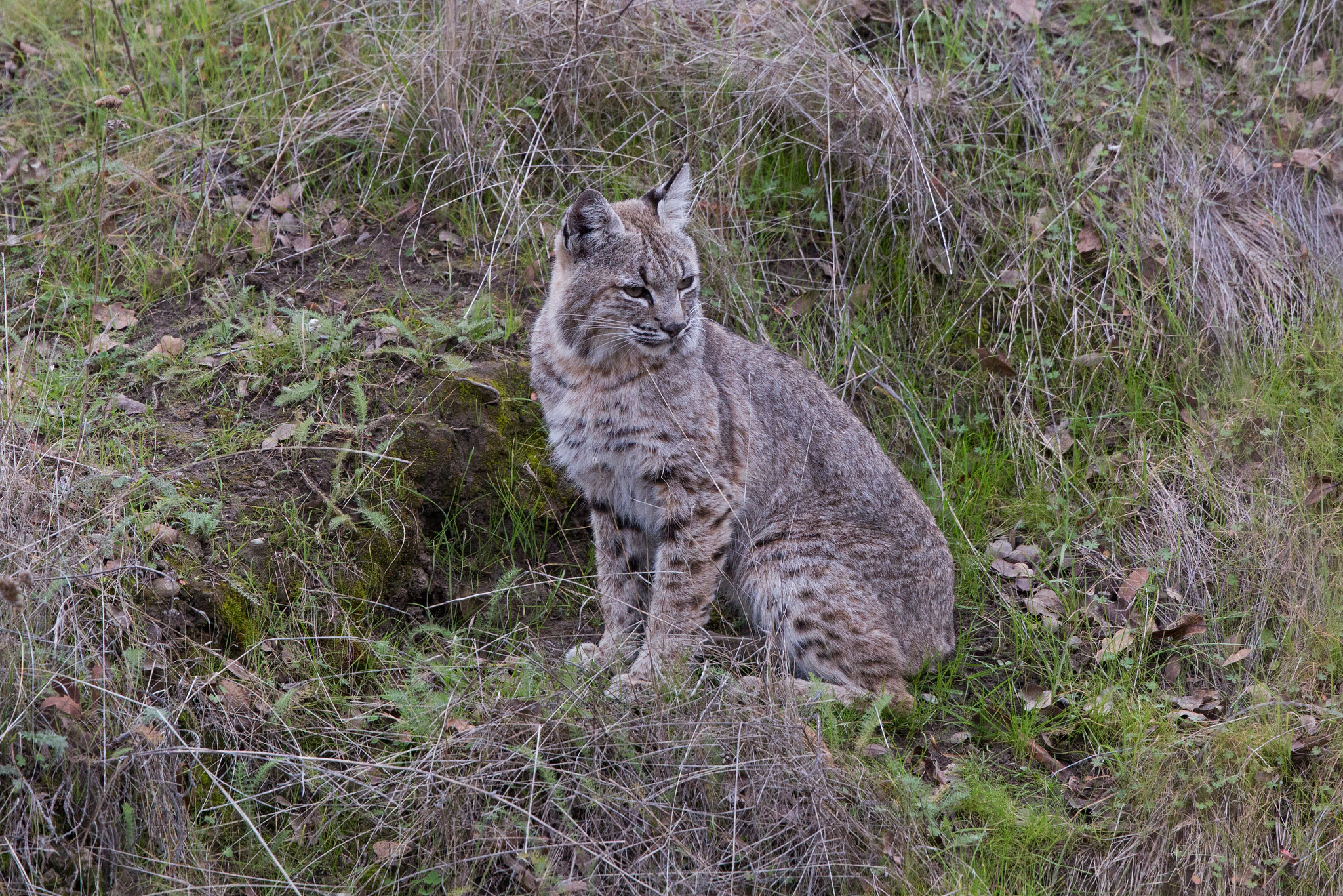 Free photo Beautiful pictures of lynx, predator