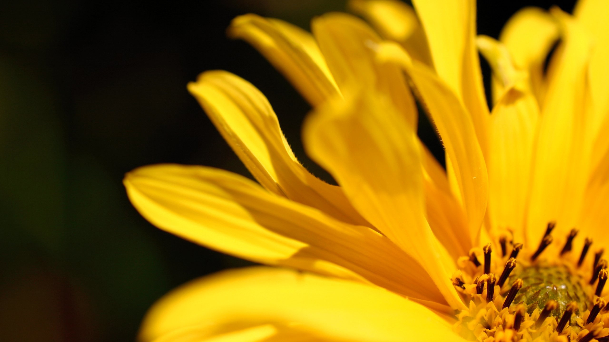 Wallpapers wallpaper yellow flowers petals macro on the desktop