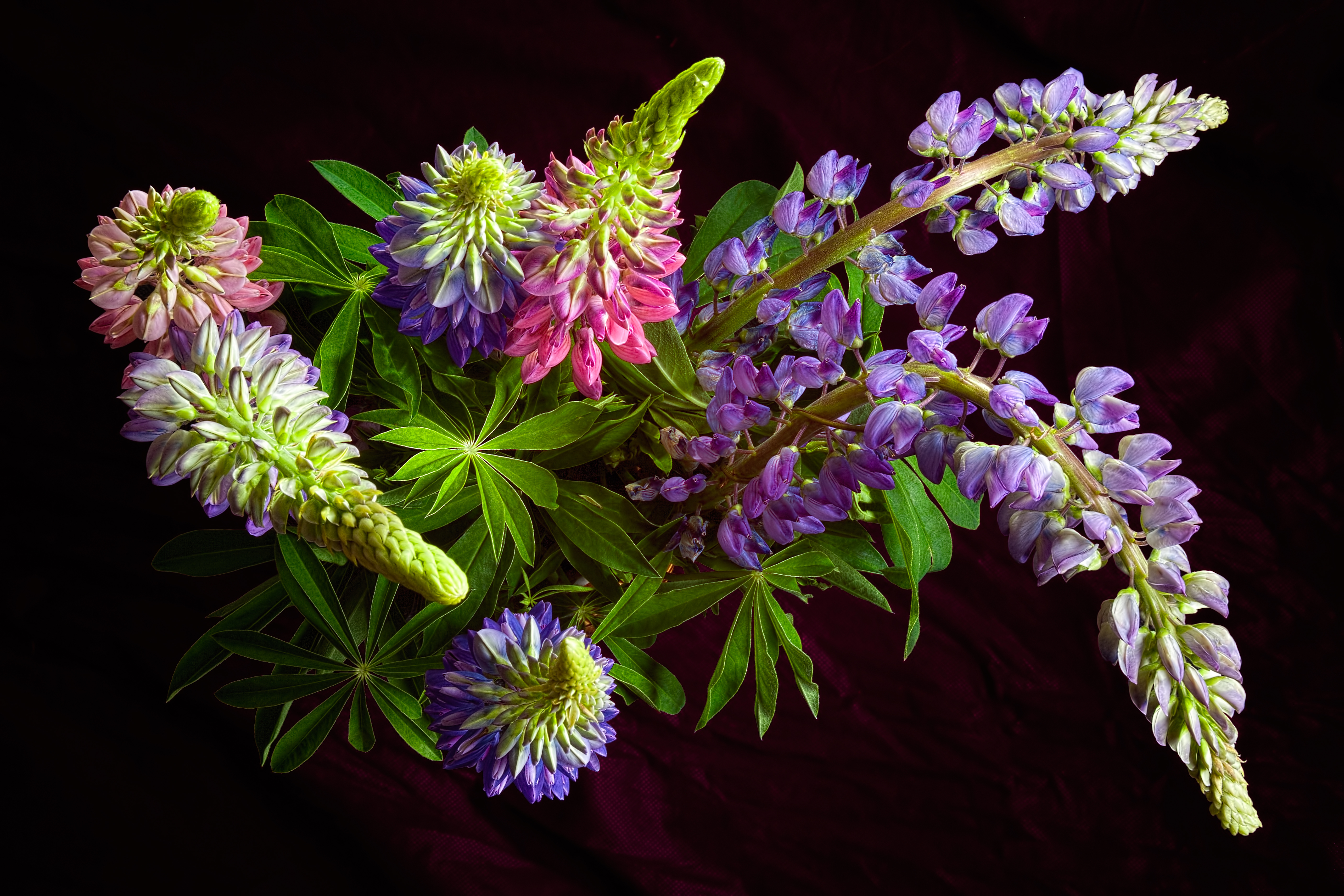 Wallpapers bouquet Lupin flora on the desktop