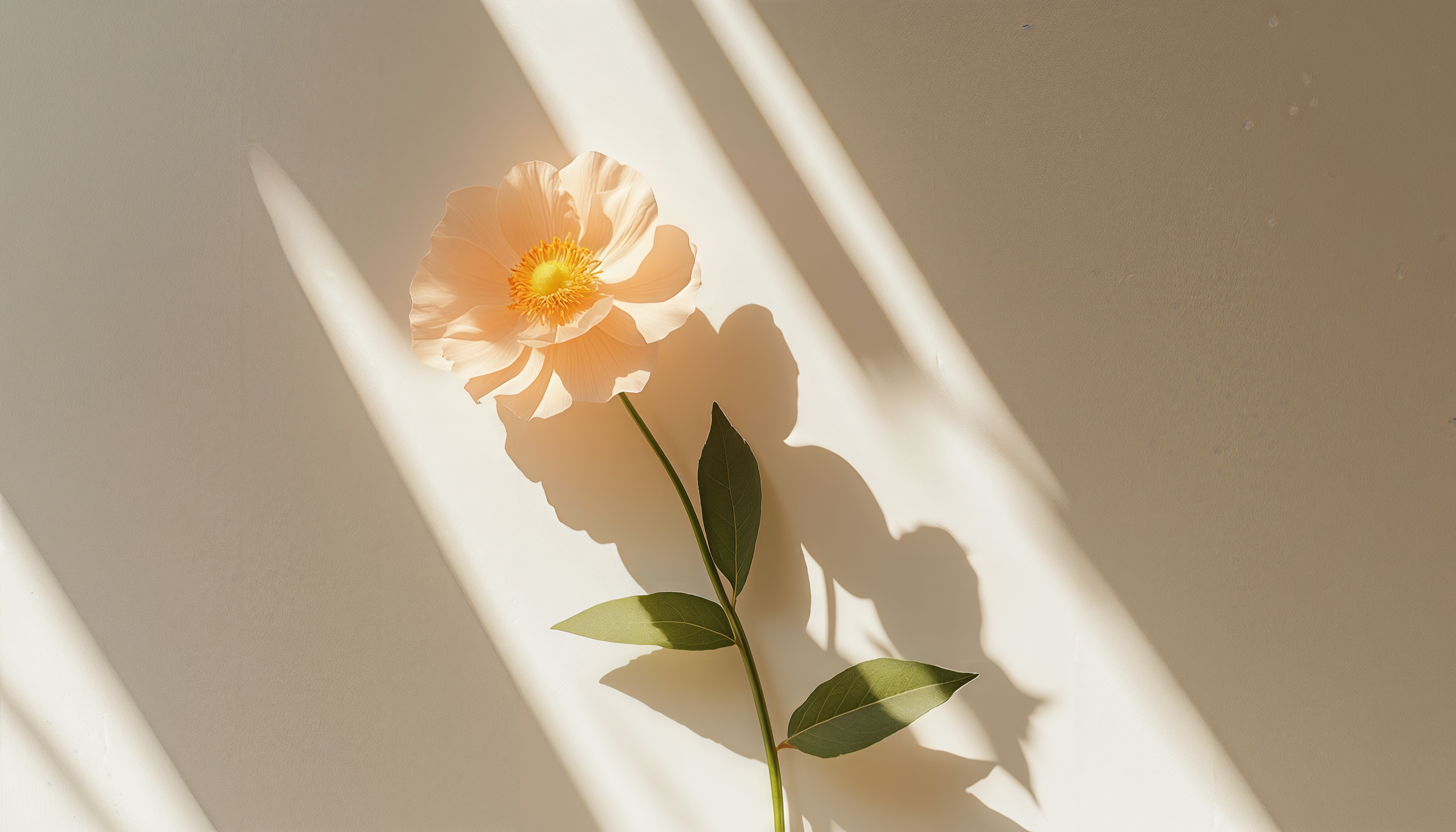 Бесплатное фото Нежный цветок в лучах солнца, мягкие тени на светлом фоне.