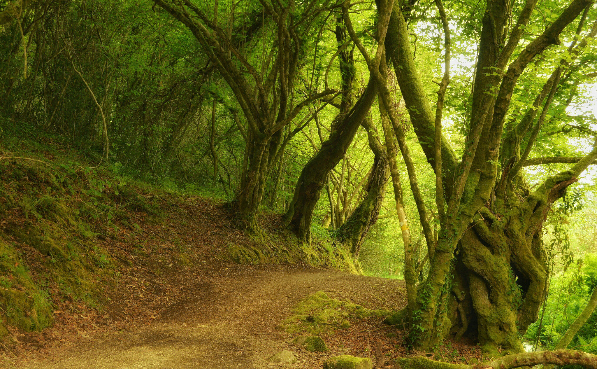 Wallpapers Salnes forest Galicia on the desktop