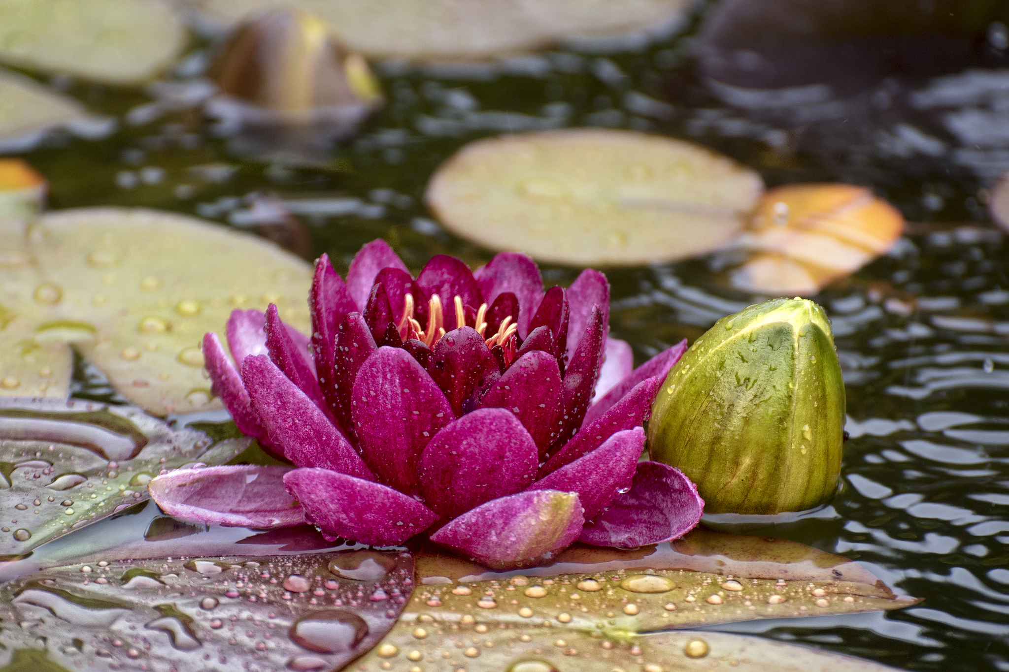 桌面上的壁纸姹紫嫣红 美丽的花朵 雨滴