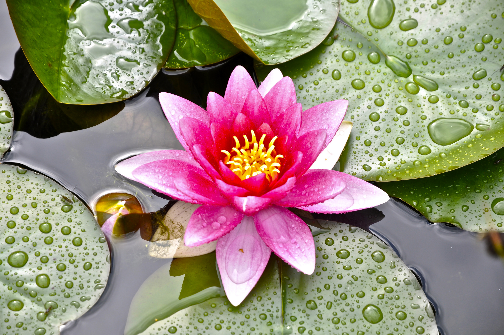 Wallpapers water-lilies drops of water drops of dew on the desktop