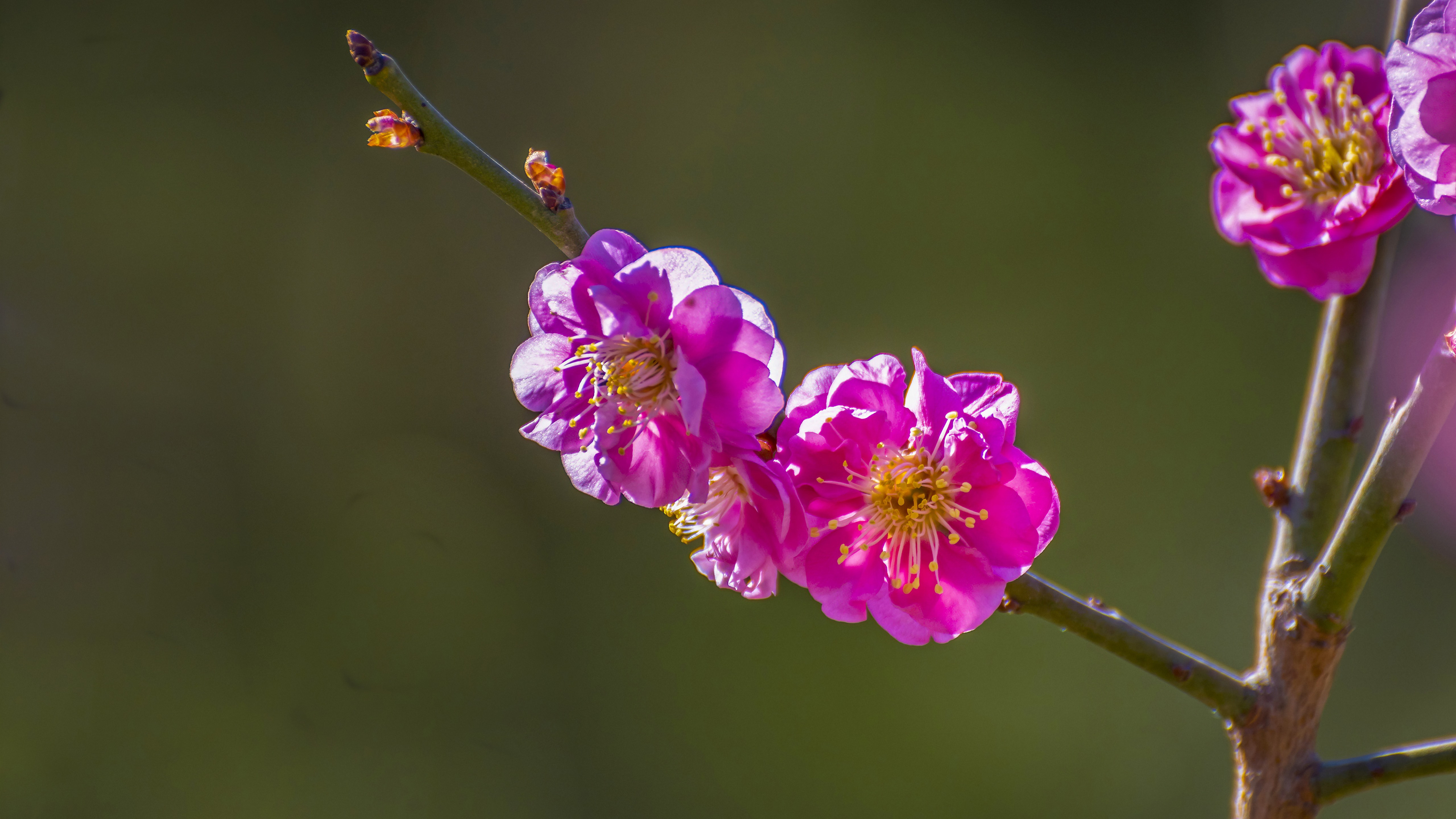 Free photo Bright pink flowers on a branch.