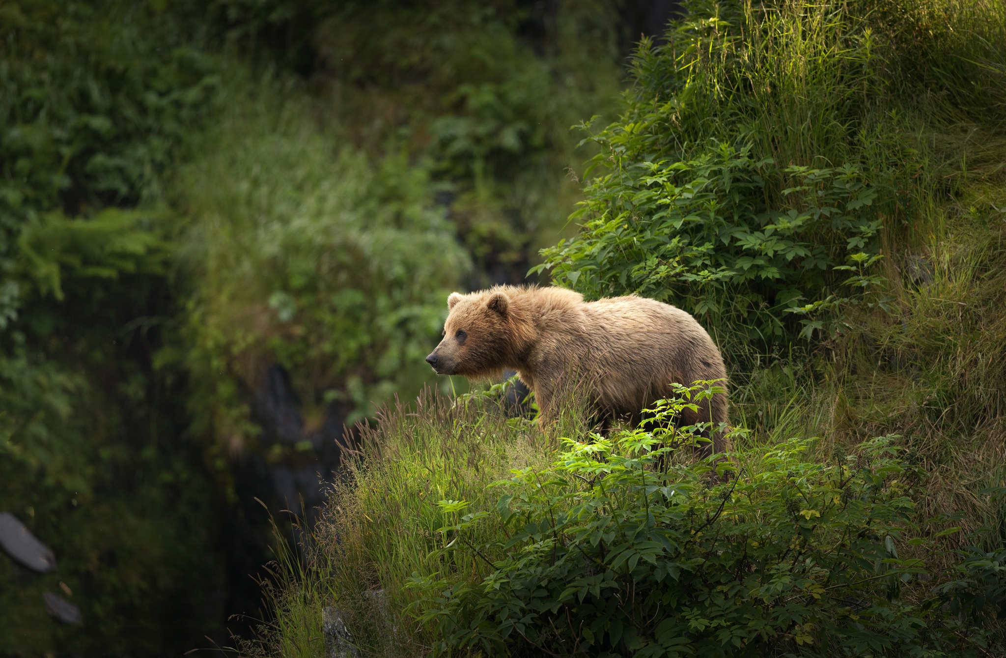 一只小棕熊站在悬崖上。