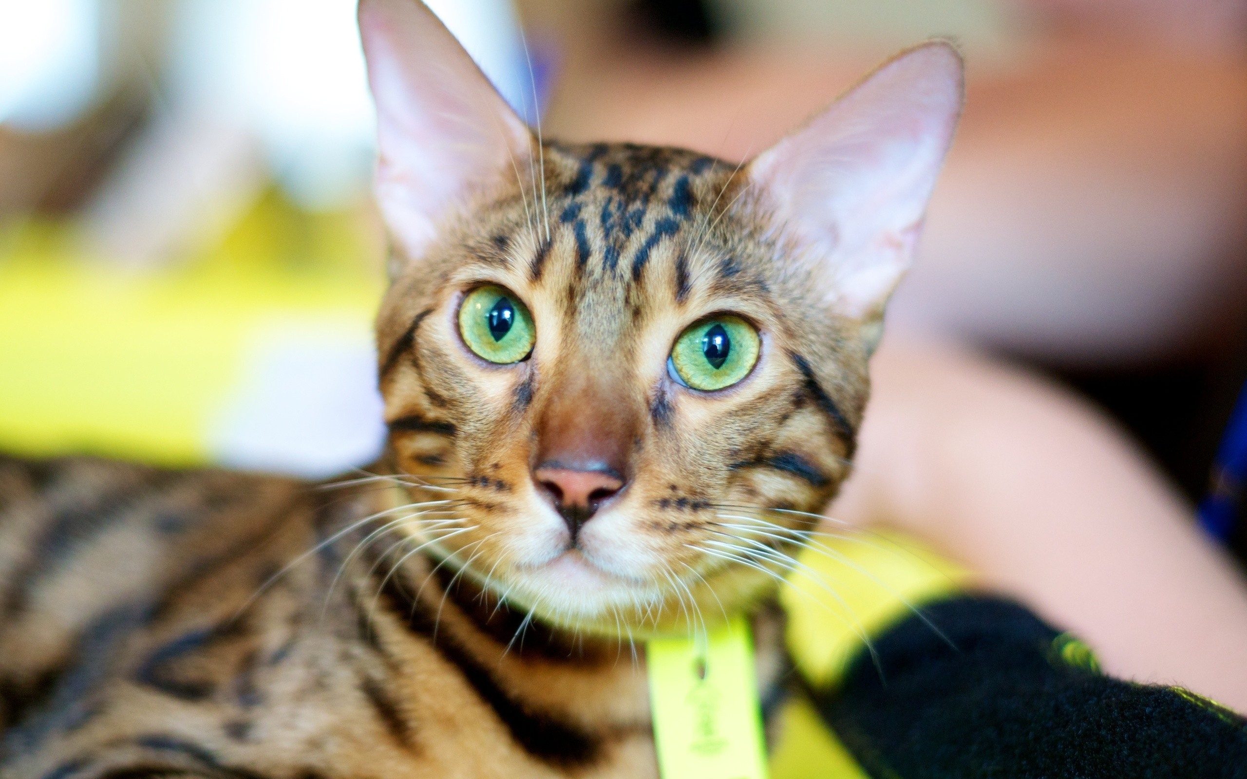 Бесплатное фото Зеленоглазая бенгальская кошка