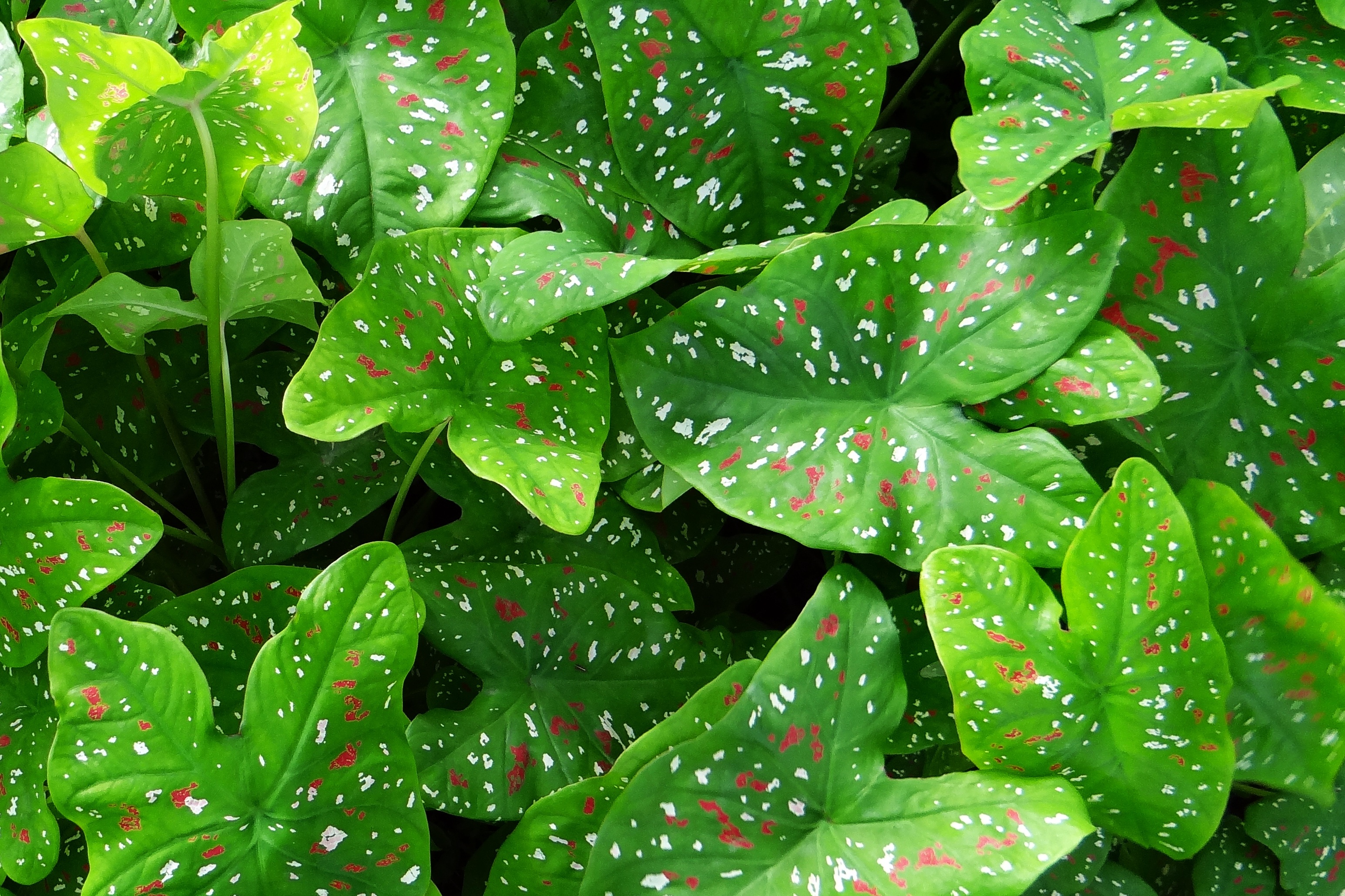 Wallpapers dew plant leaf on the desktop