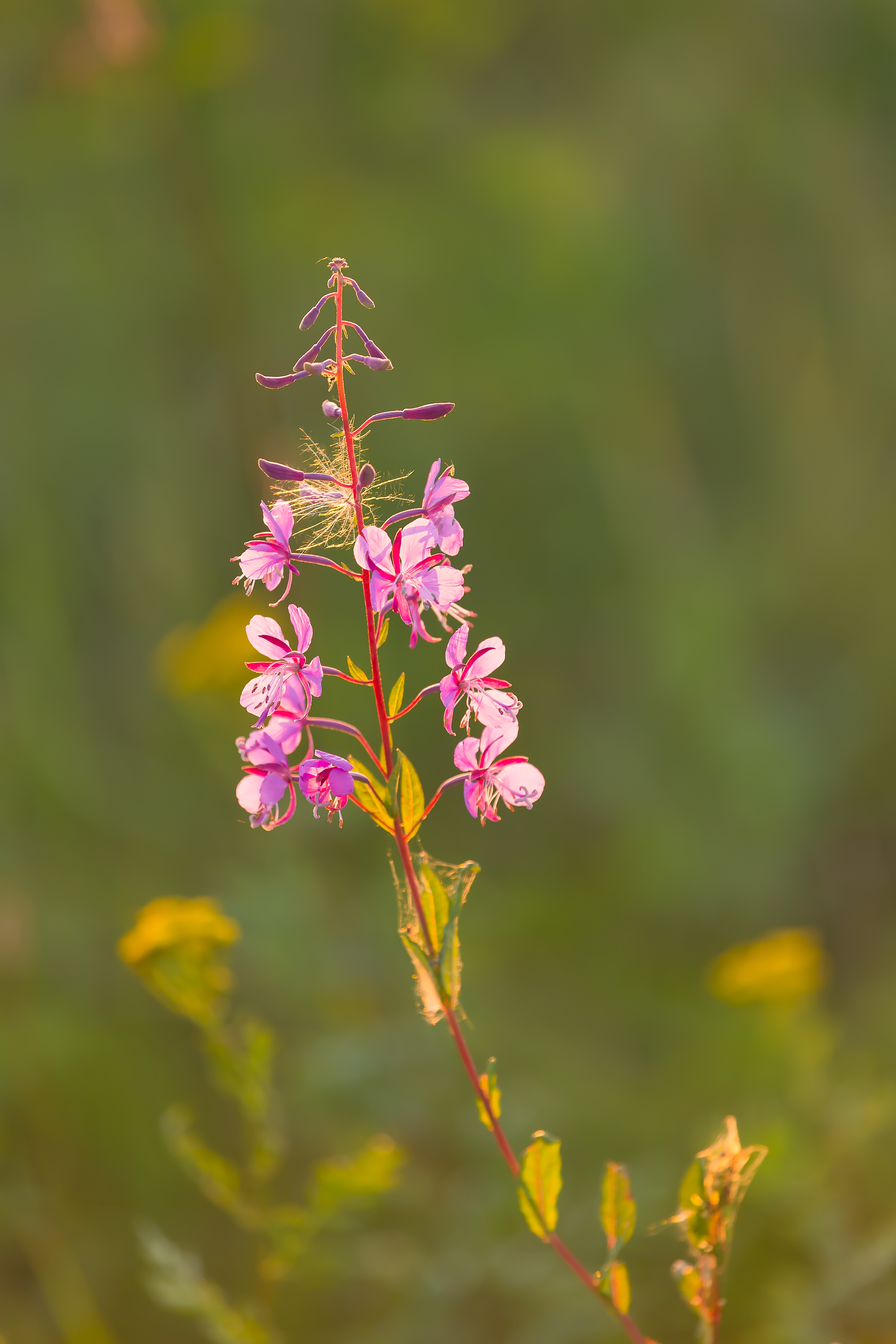 Ivan-tea in the warm light of the sunset