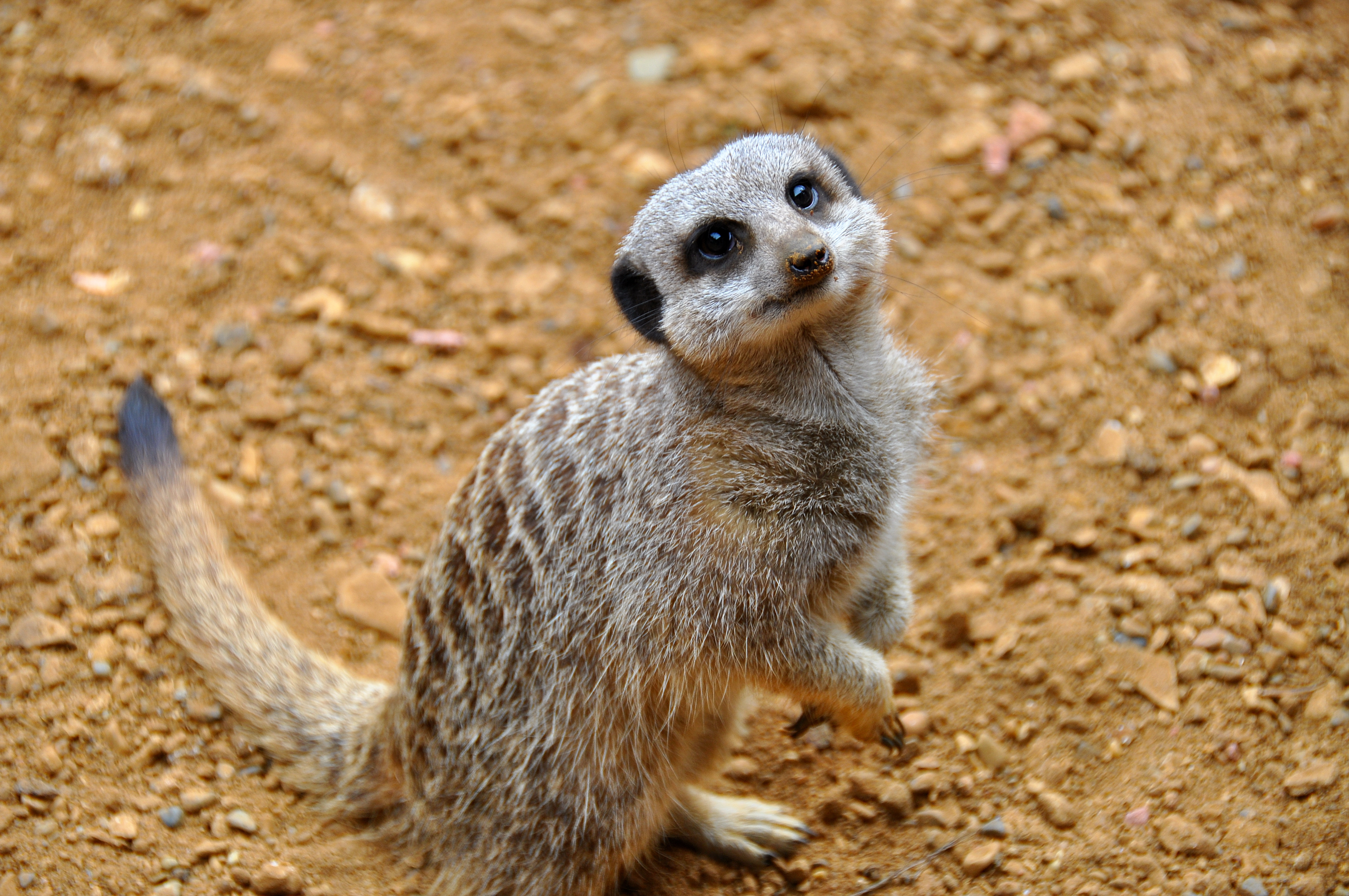 Wallpapers Meerkat beautiful surprised on the desktop