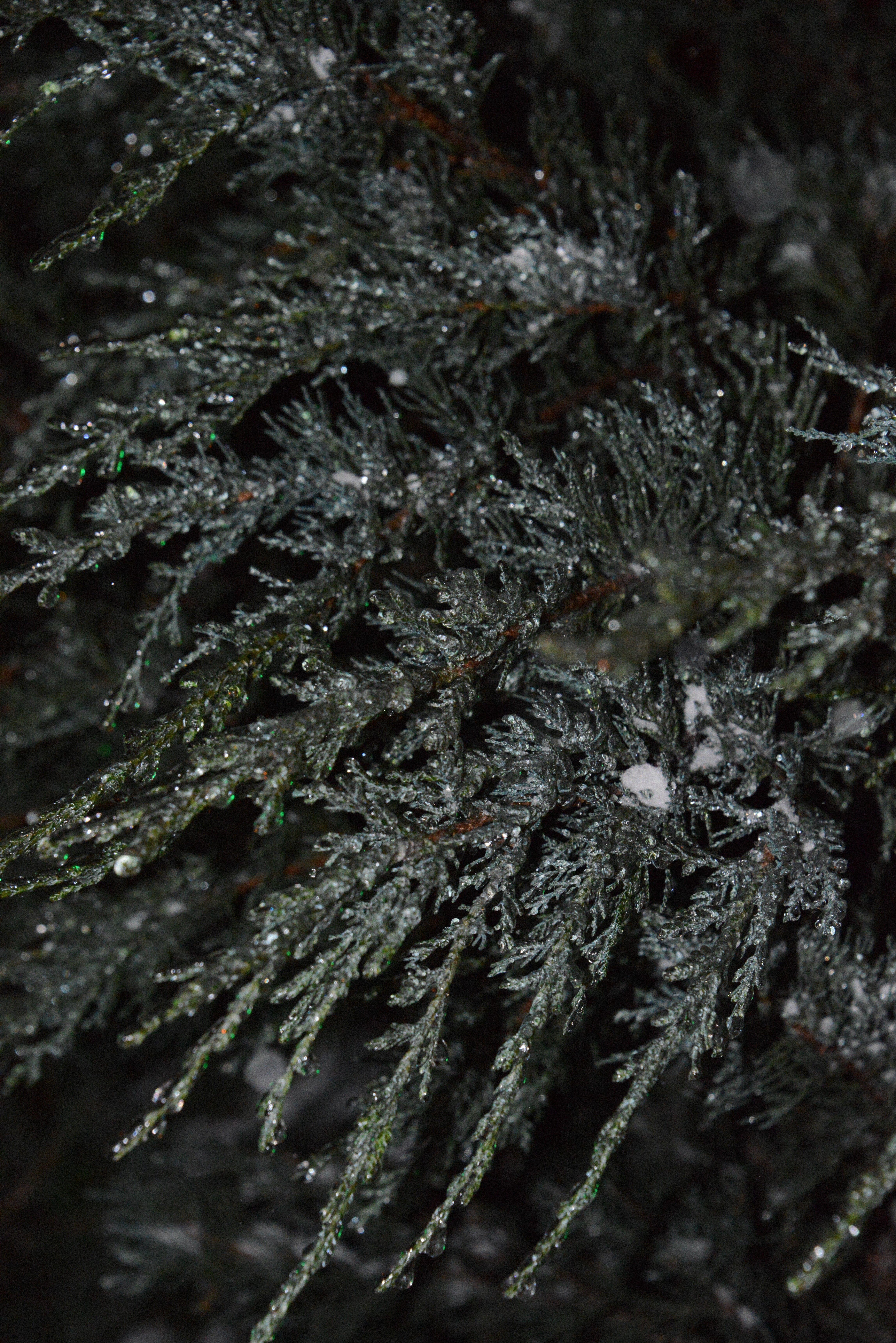 Бесплатное фото Ветки можжевельника зимой