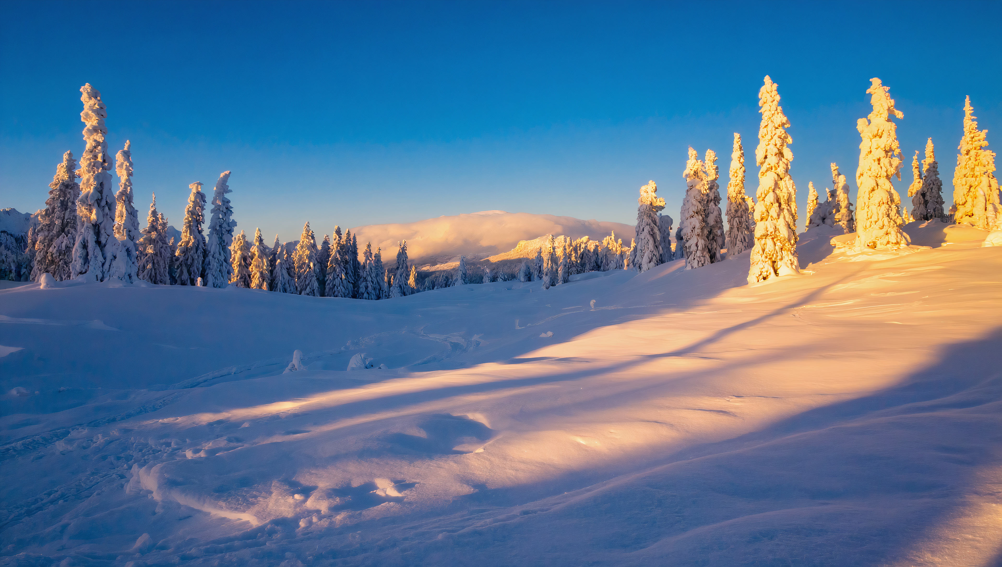 免费照片桌面壁纸，阳光下的雪堆和树木景观