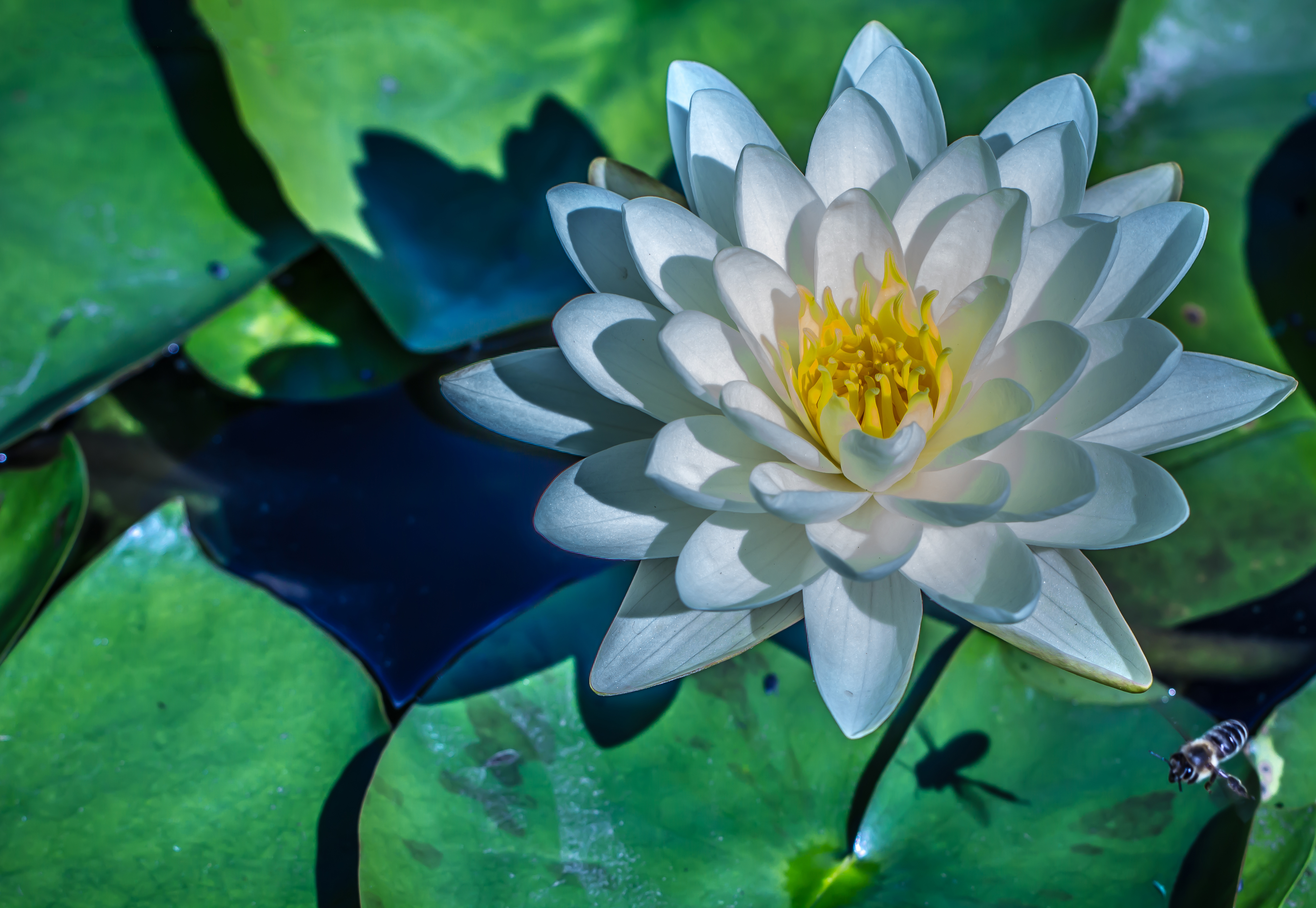 Lotus on the water
