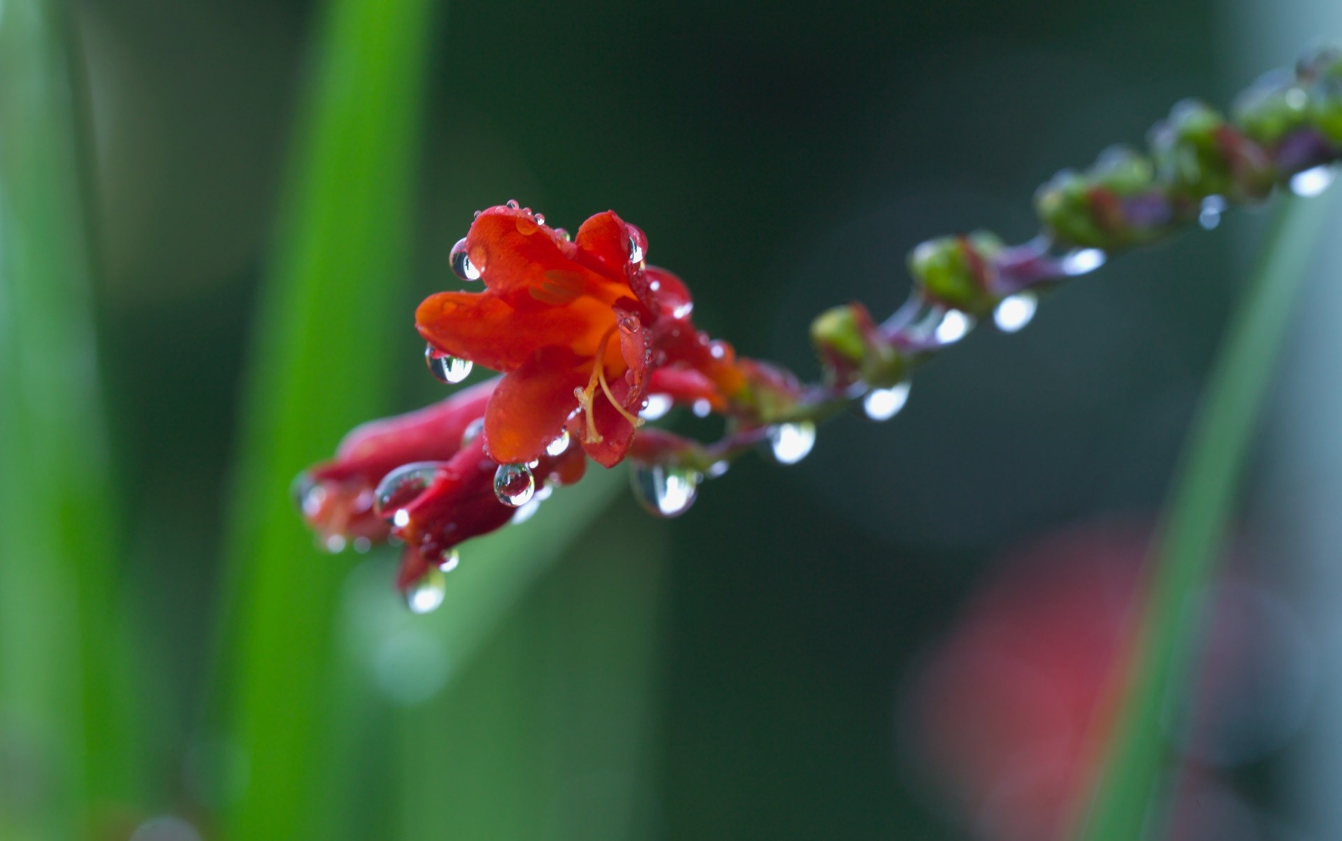 Wallpapers flower plant drops on the desktop