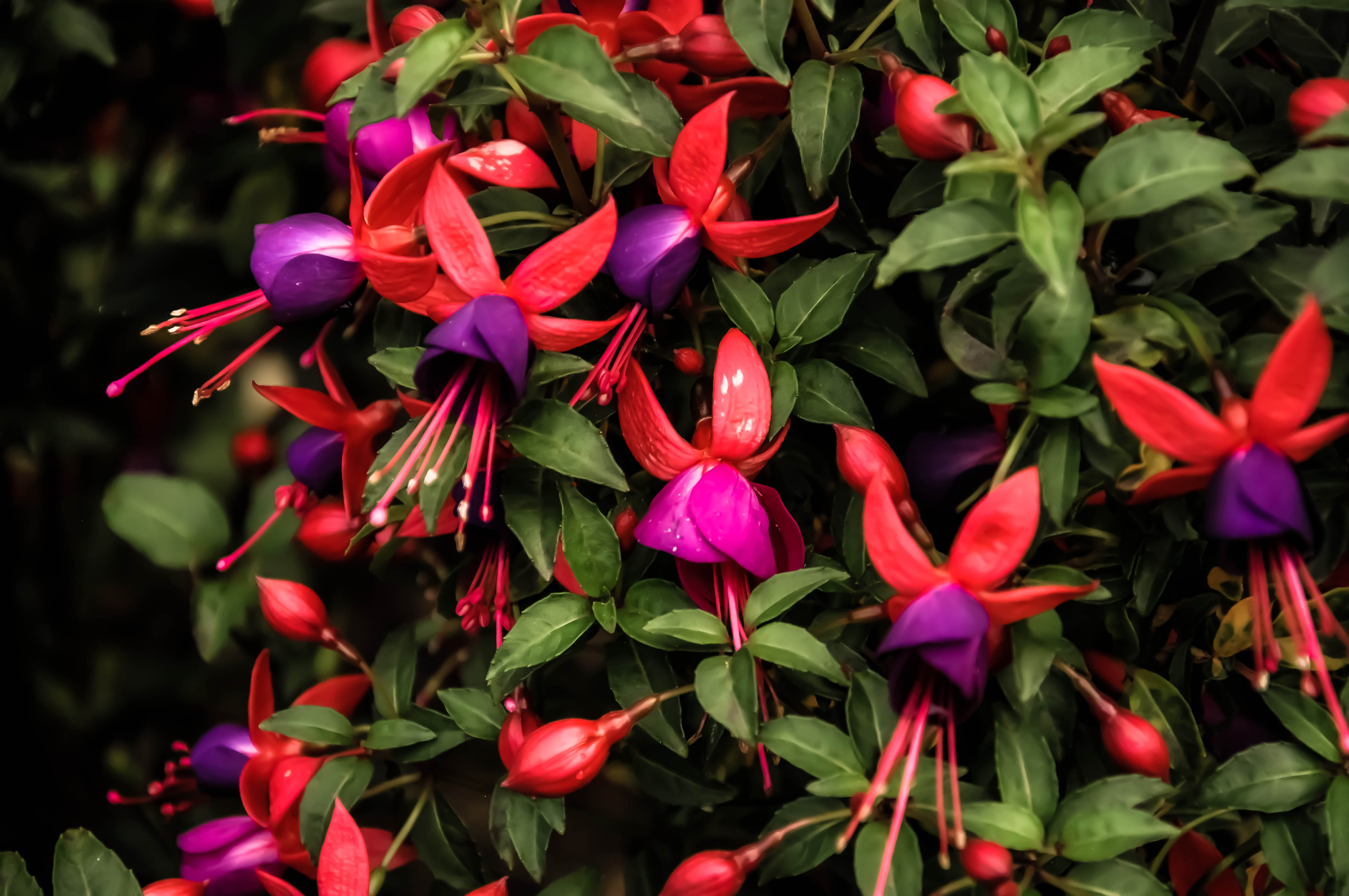 Wallpapers graceful flower Room fuchsia plant flora on the desktop