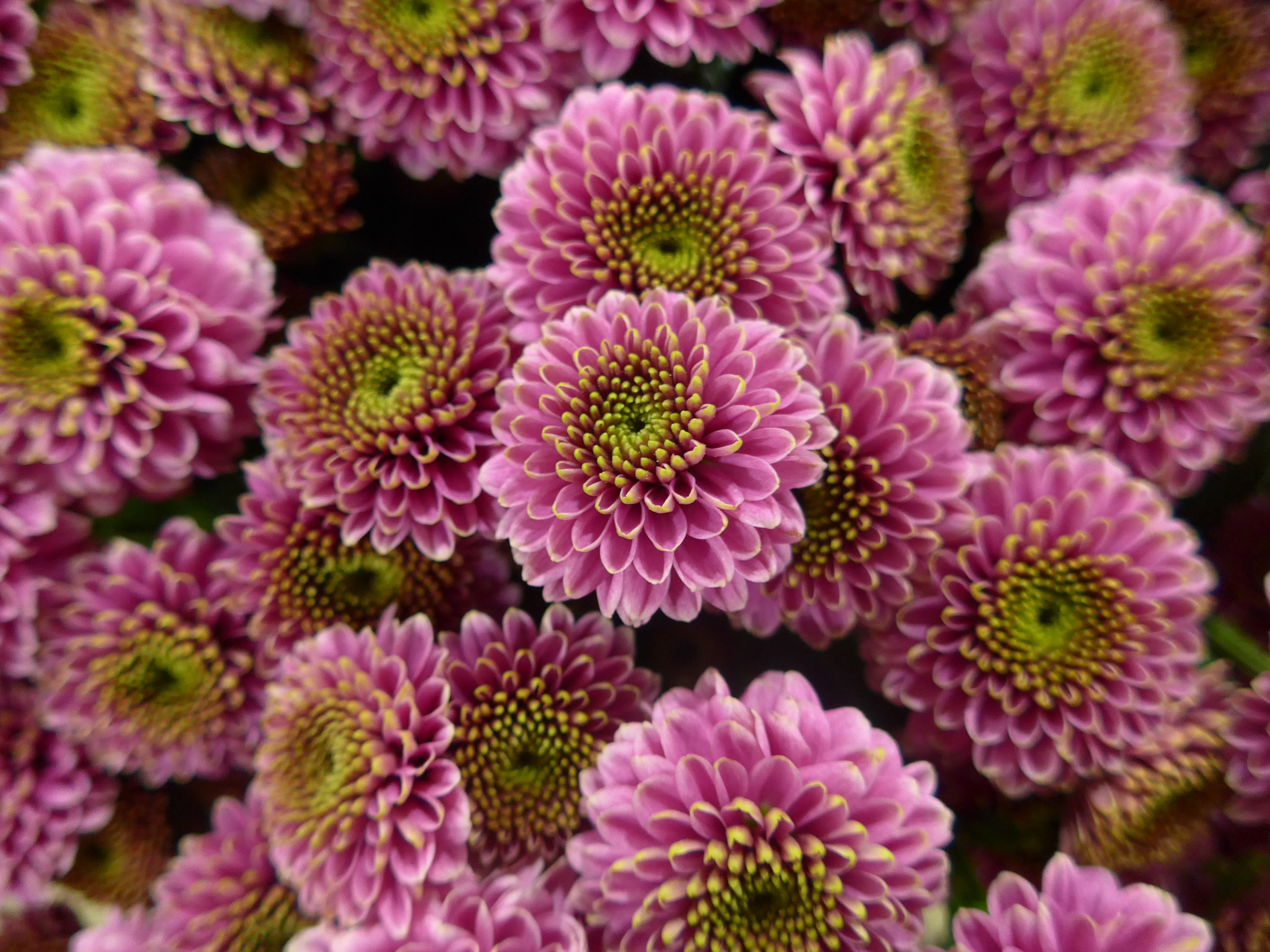 Wallpapers plant flower violet on the desktop