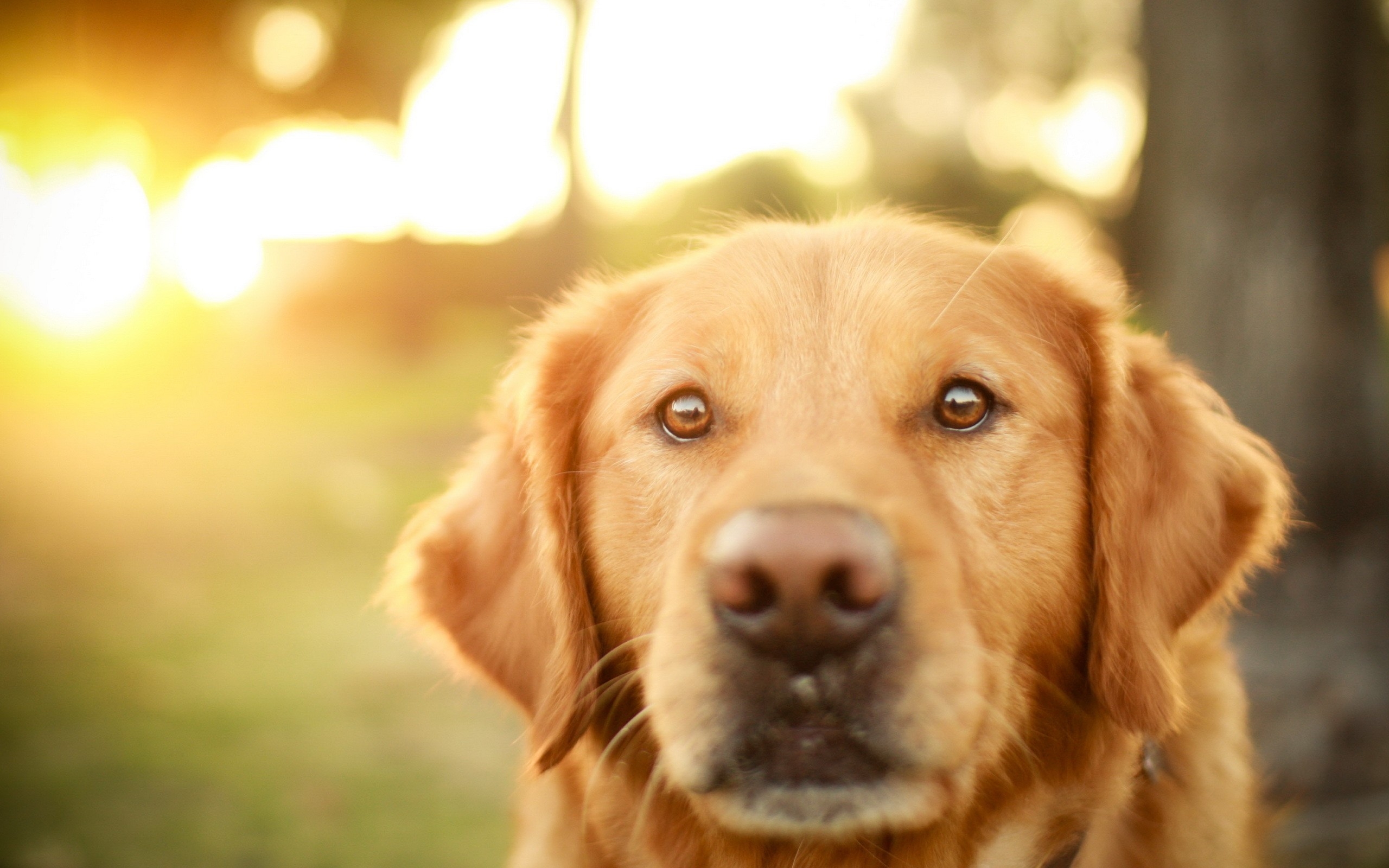 Золотистый ретривер на закате