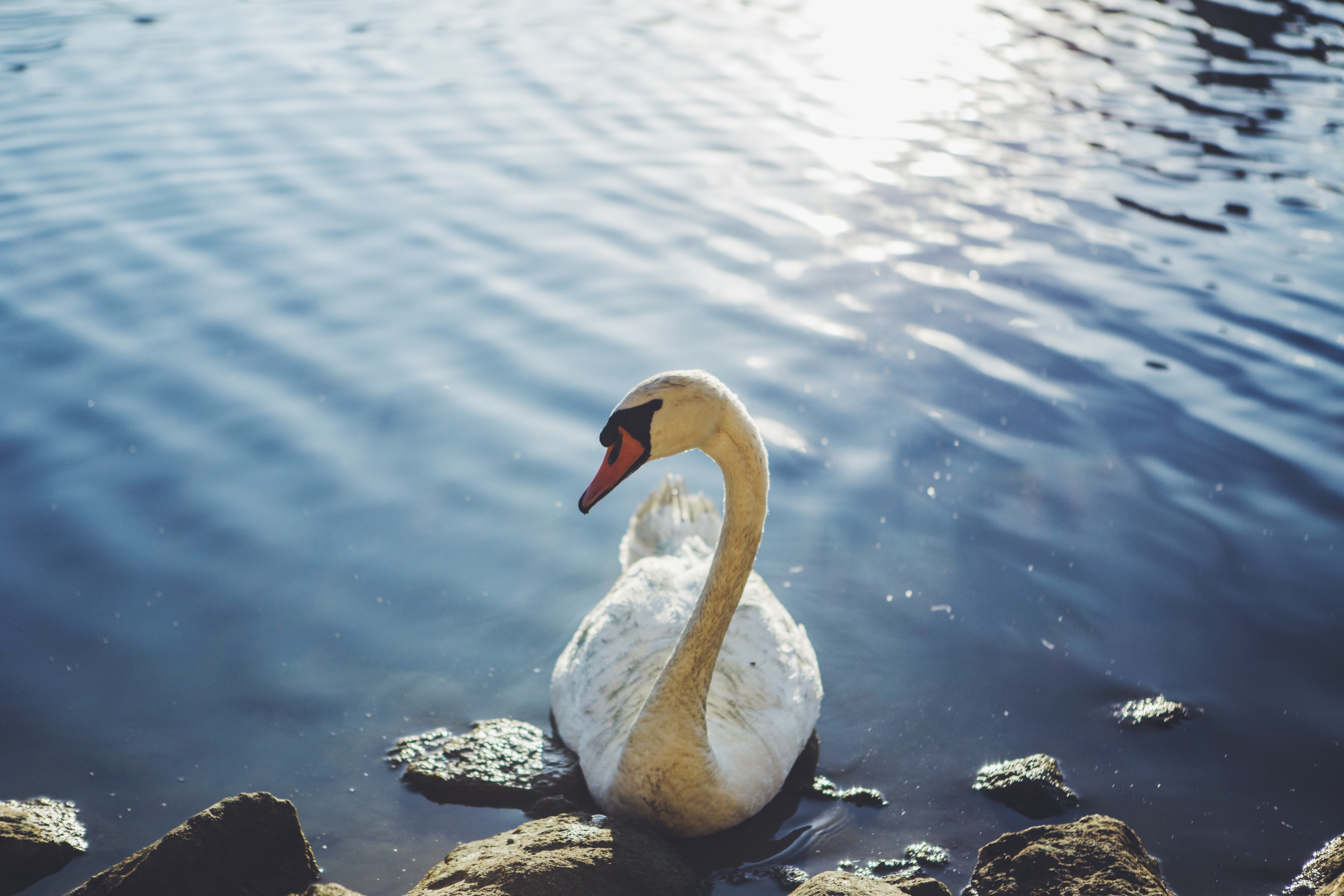 Wallpapers Swan water bird on the desktop