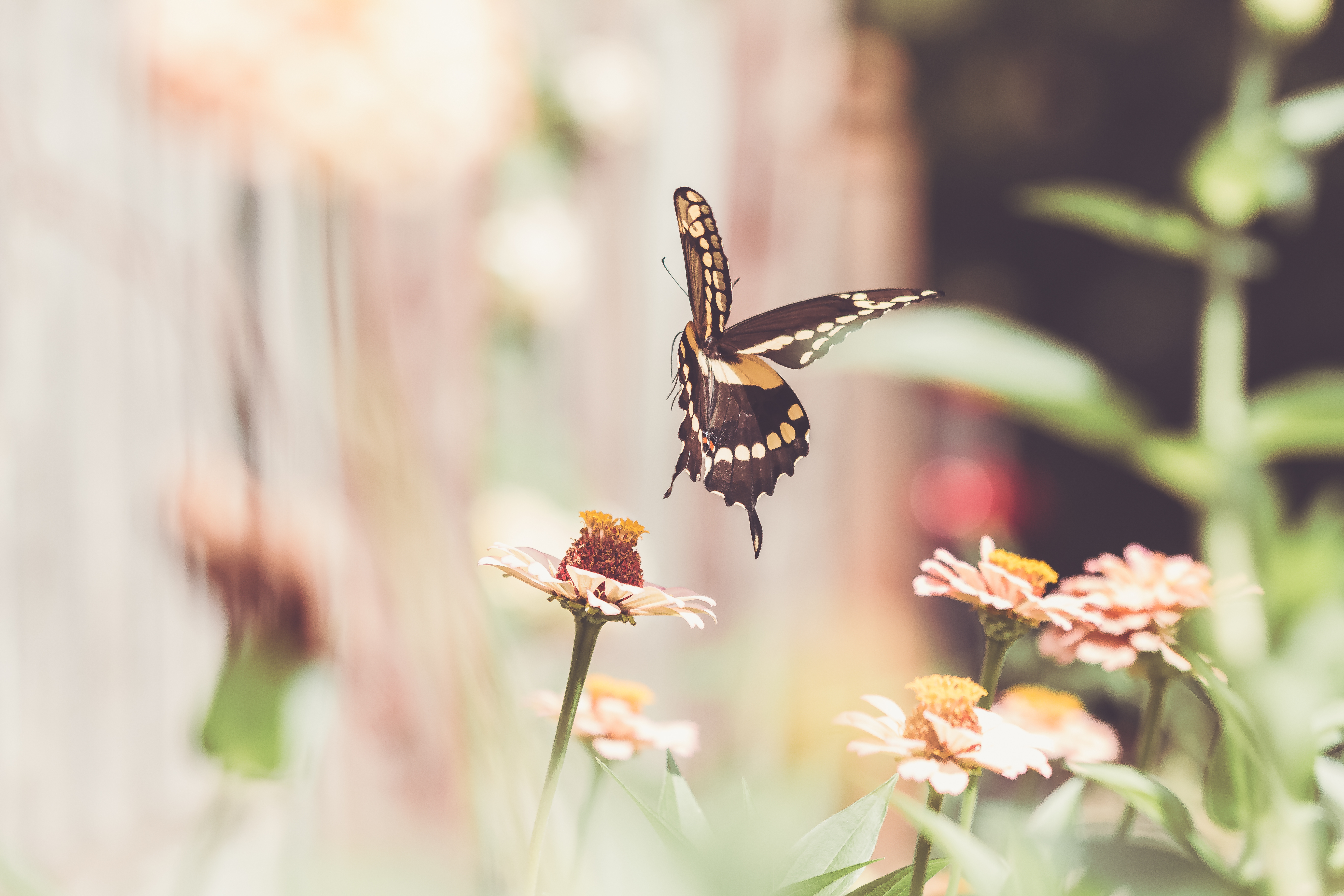 Wallpapers wallpaper butterfly pollination macro on the desktop