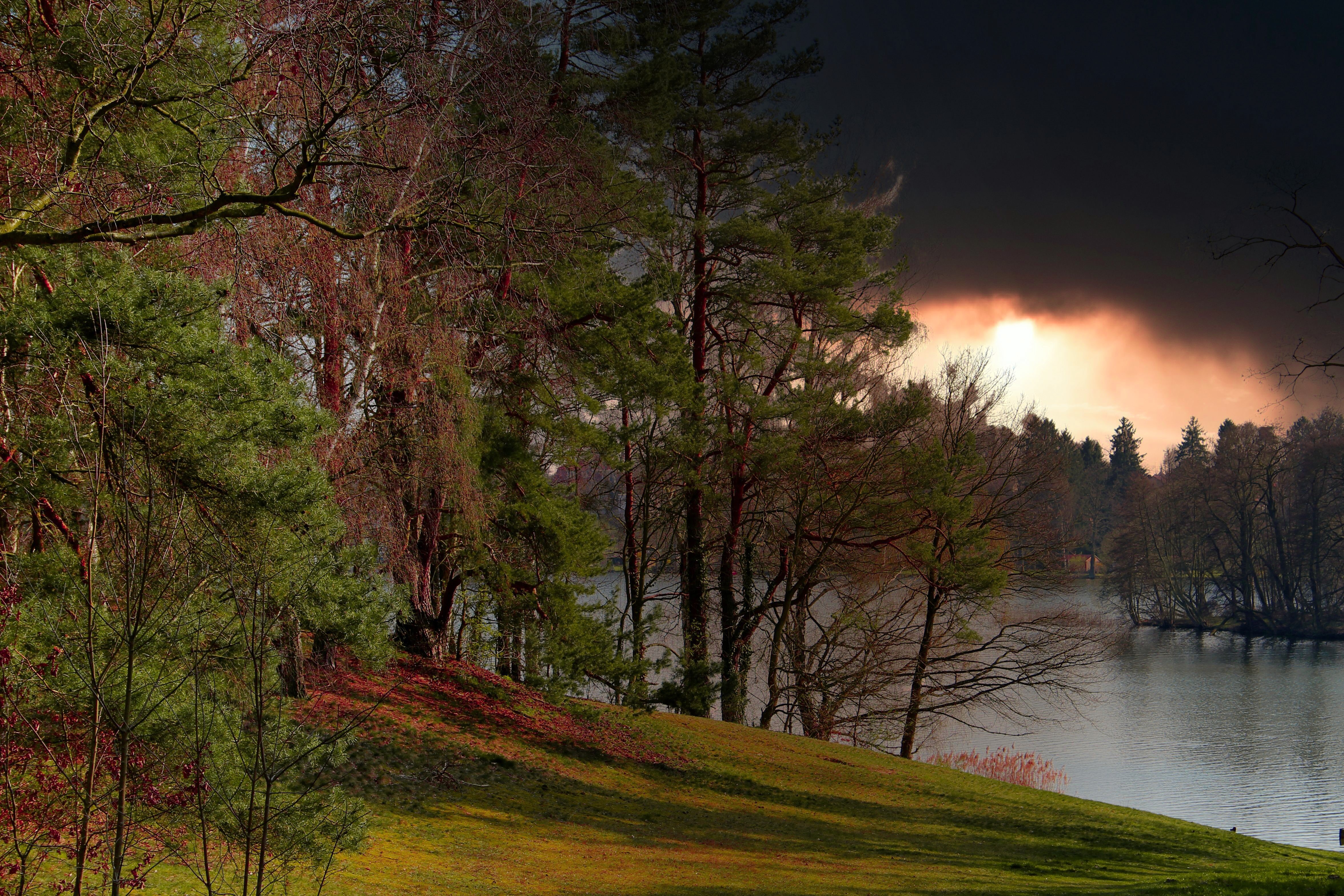 Free photo Download photo, trees, forest