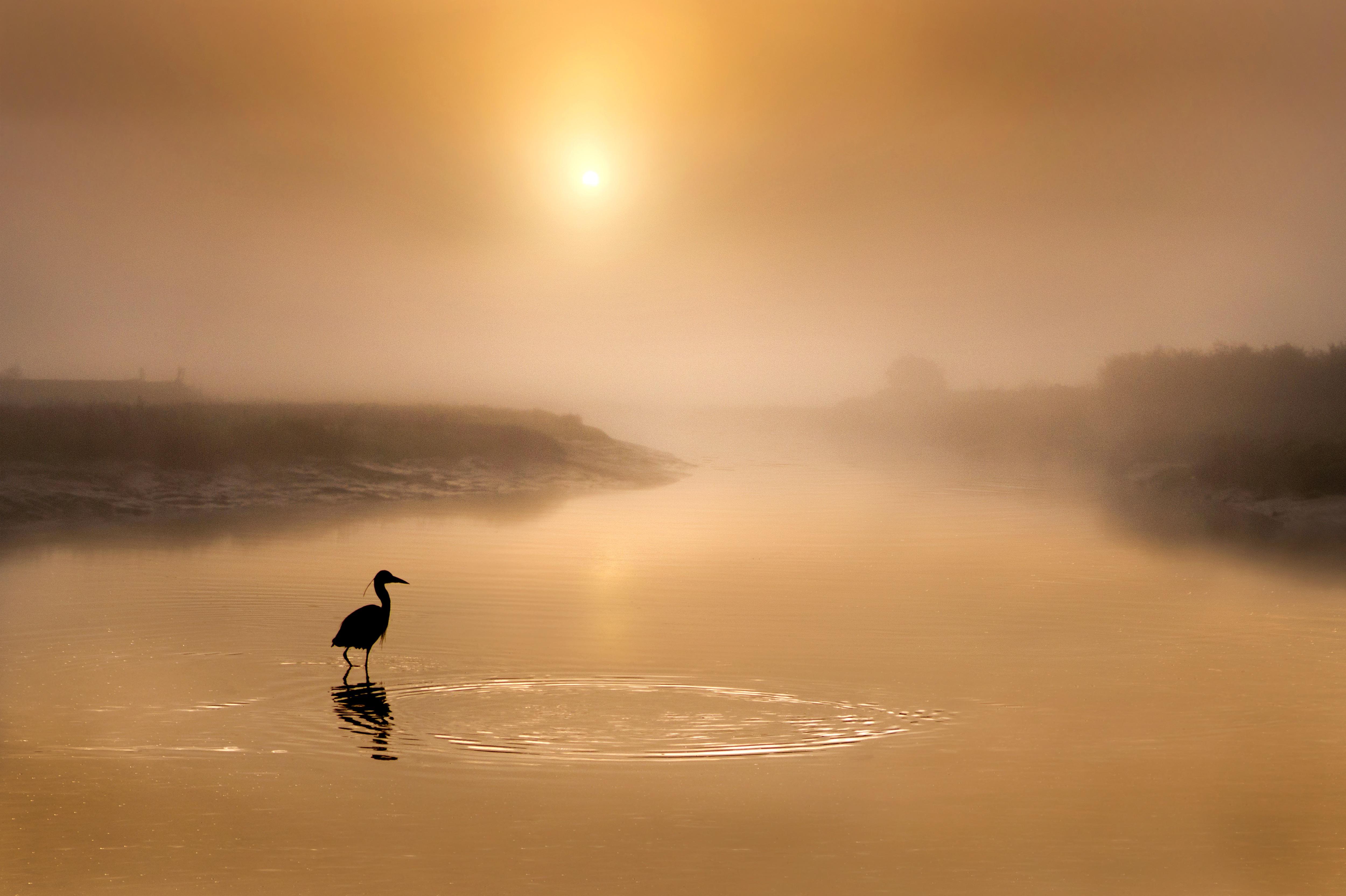 Бесплатное фото Одинокая птица на озере
