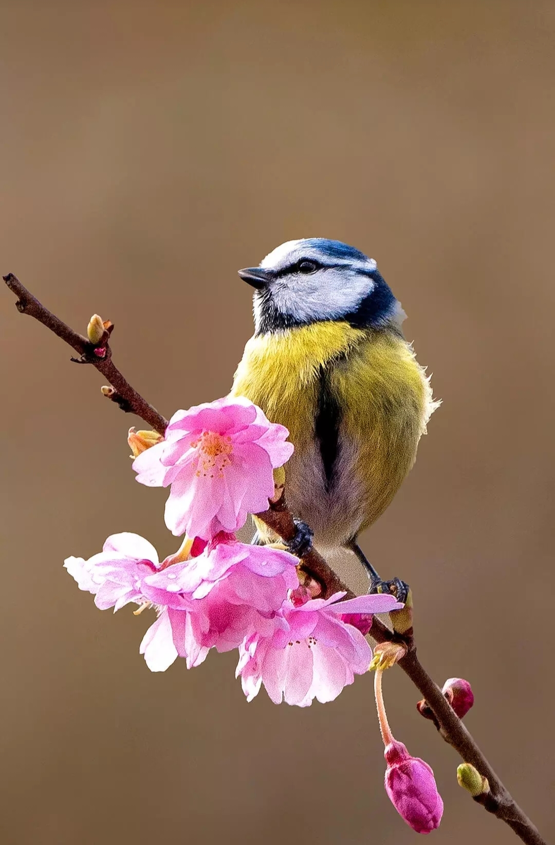 Бесплатное фото Лазоревка сидит на цветущей ветке в начале весны