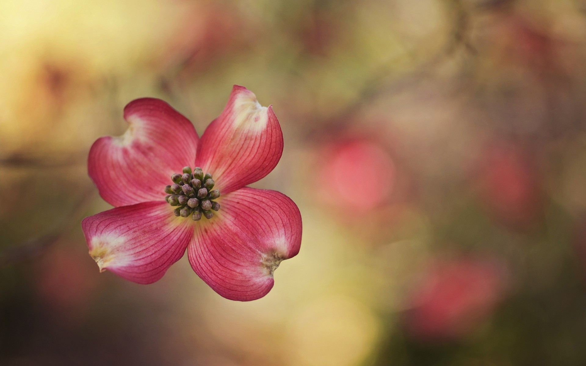 Wallpapers flowers nature red on the desktop