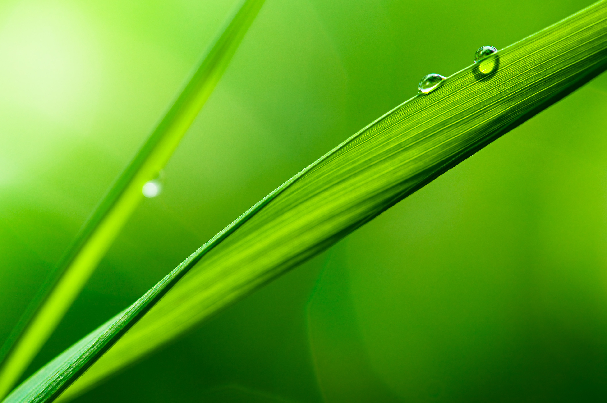 Wallpapers shooting depth drops grass on the desktop