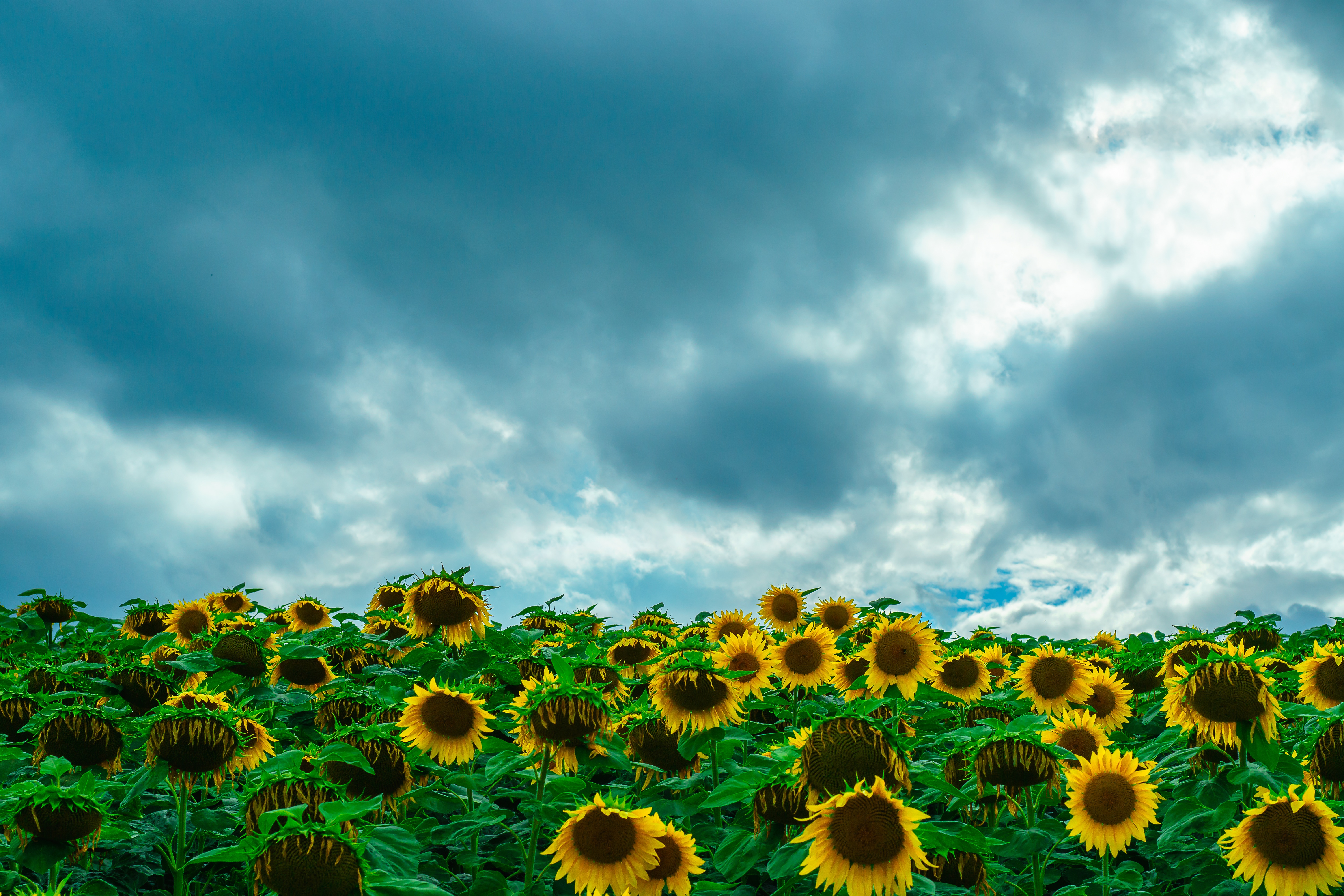 Wallpapers flora sunflower sky on the desktop