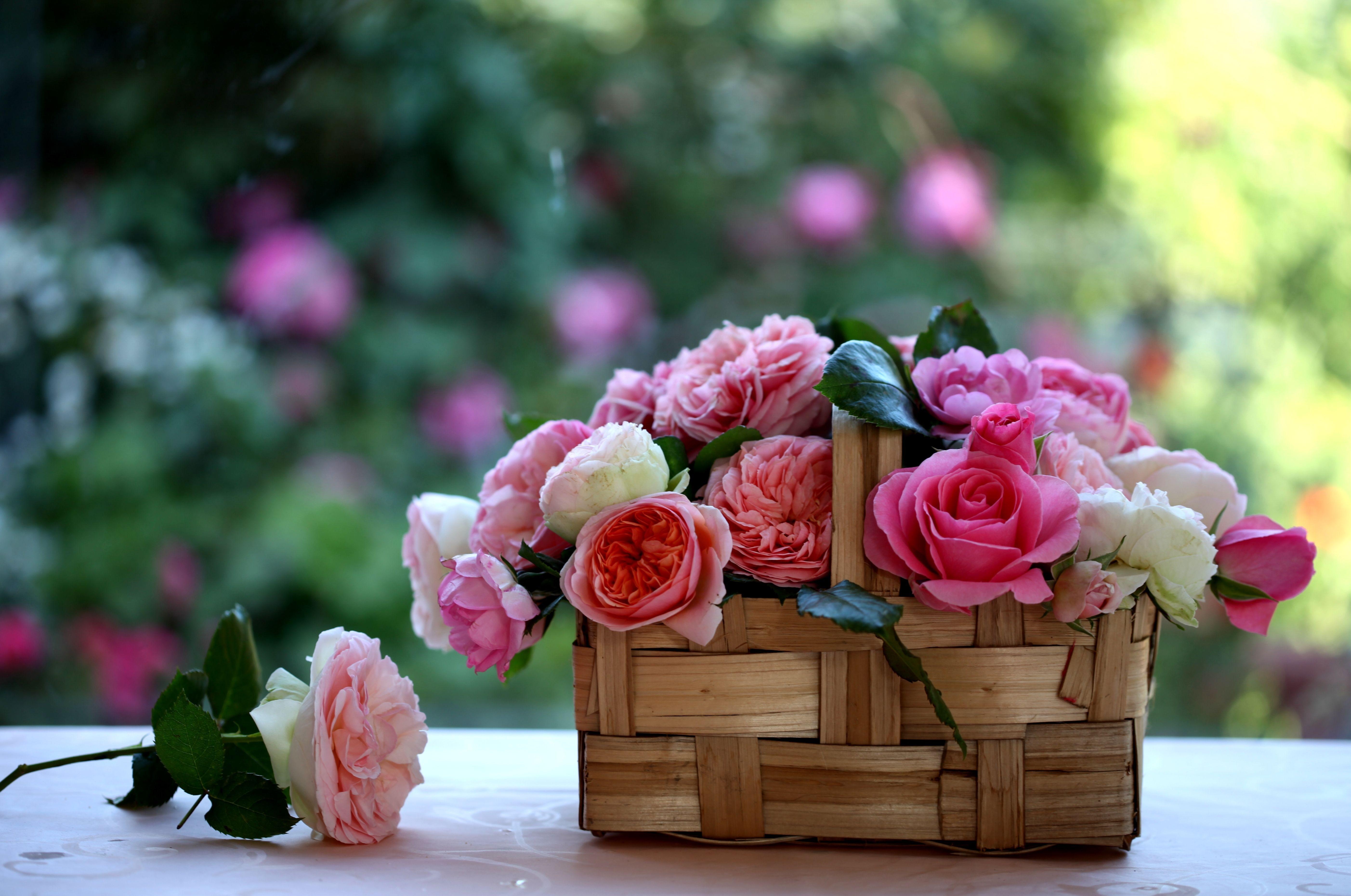 Обои роза цветы почки на рабочий стол