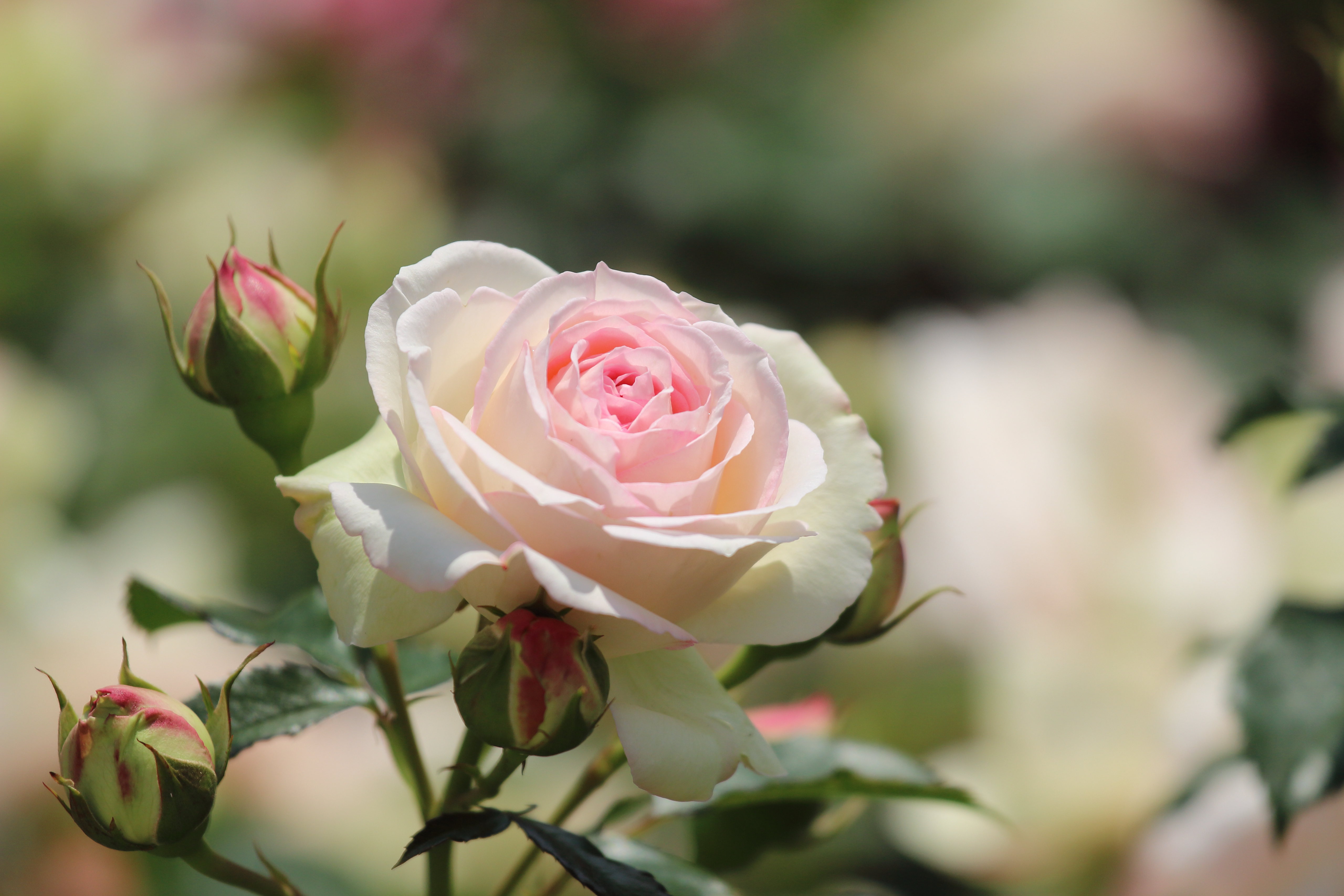 Wallpapers flower plant rose on the desktop