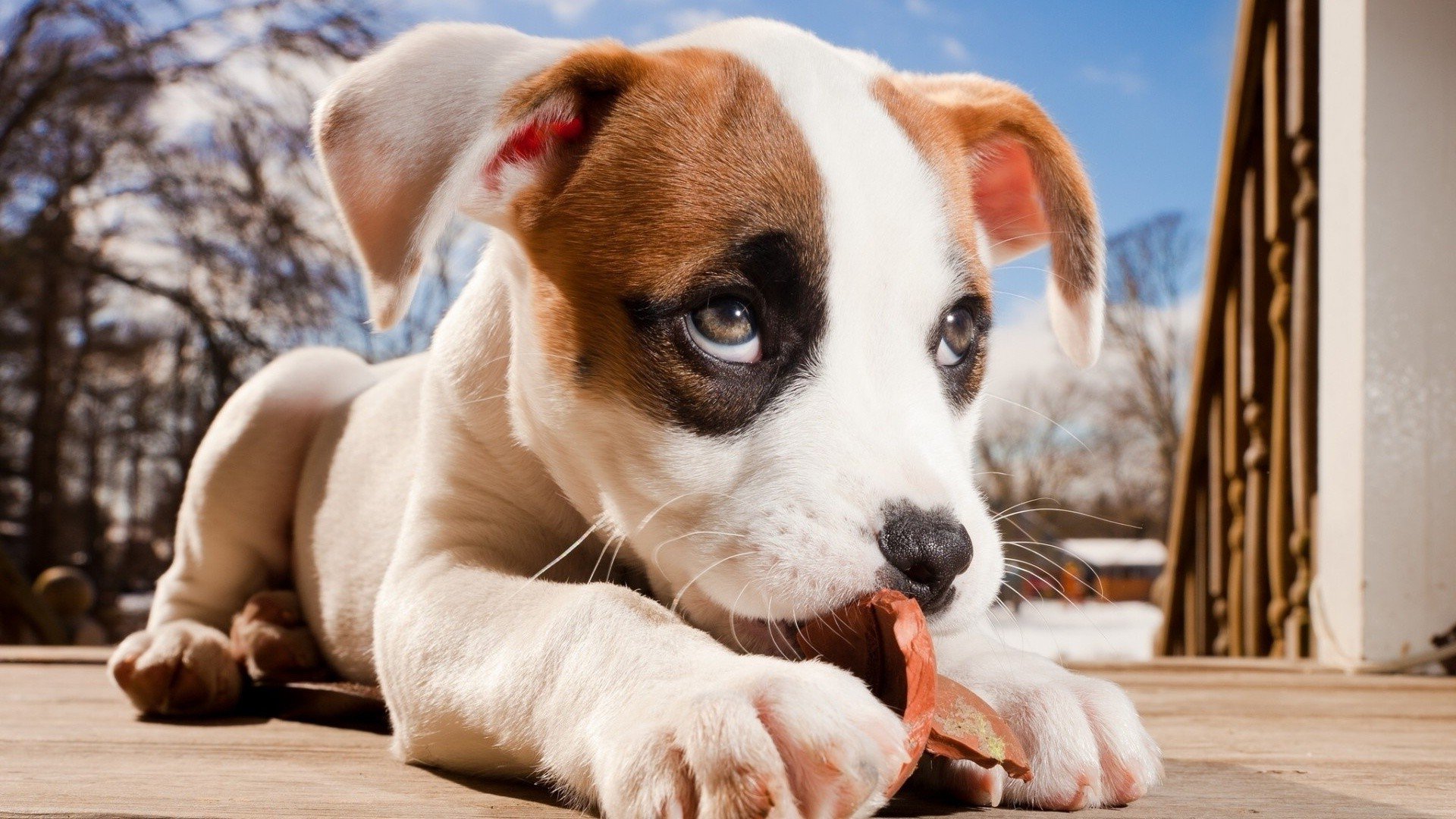 Free photo Little lop-eared puppy playing with a toy