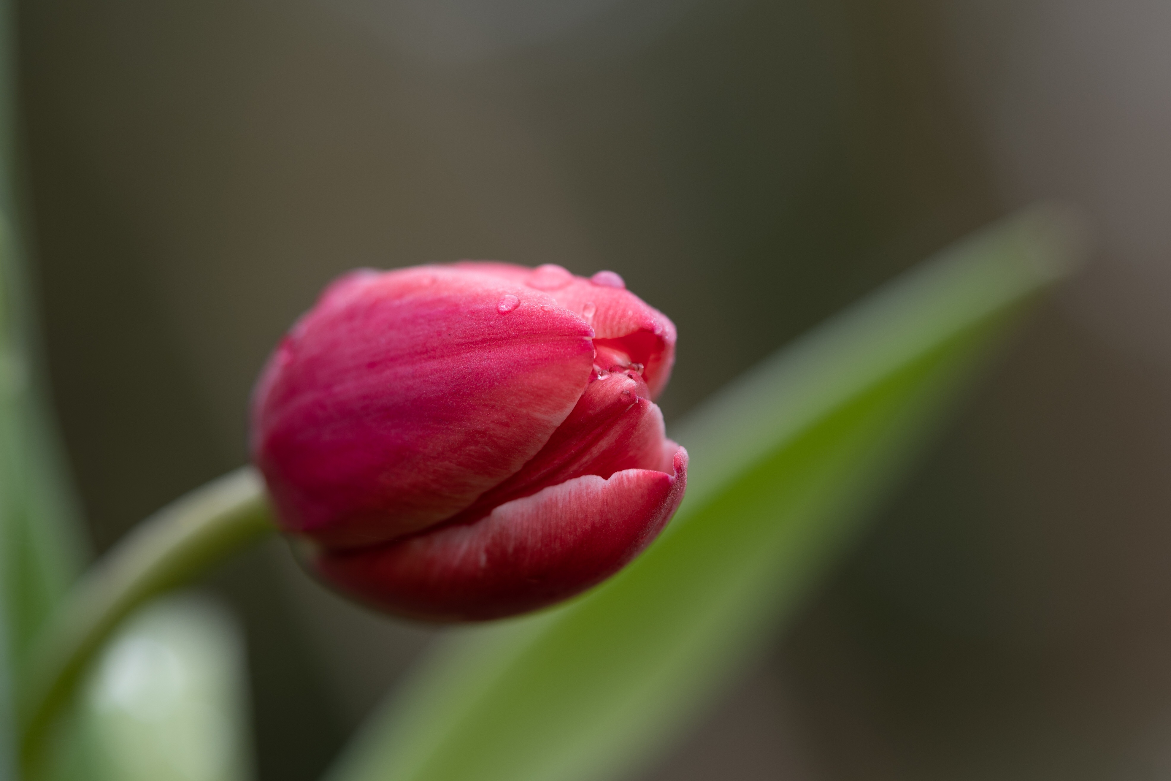 Wallpapers flowers red tulip on the desktop