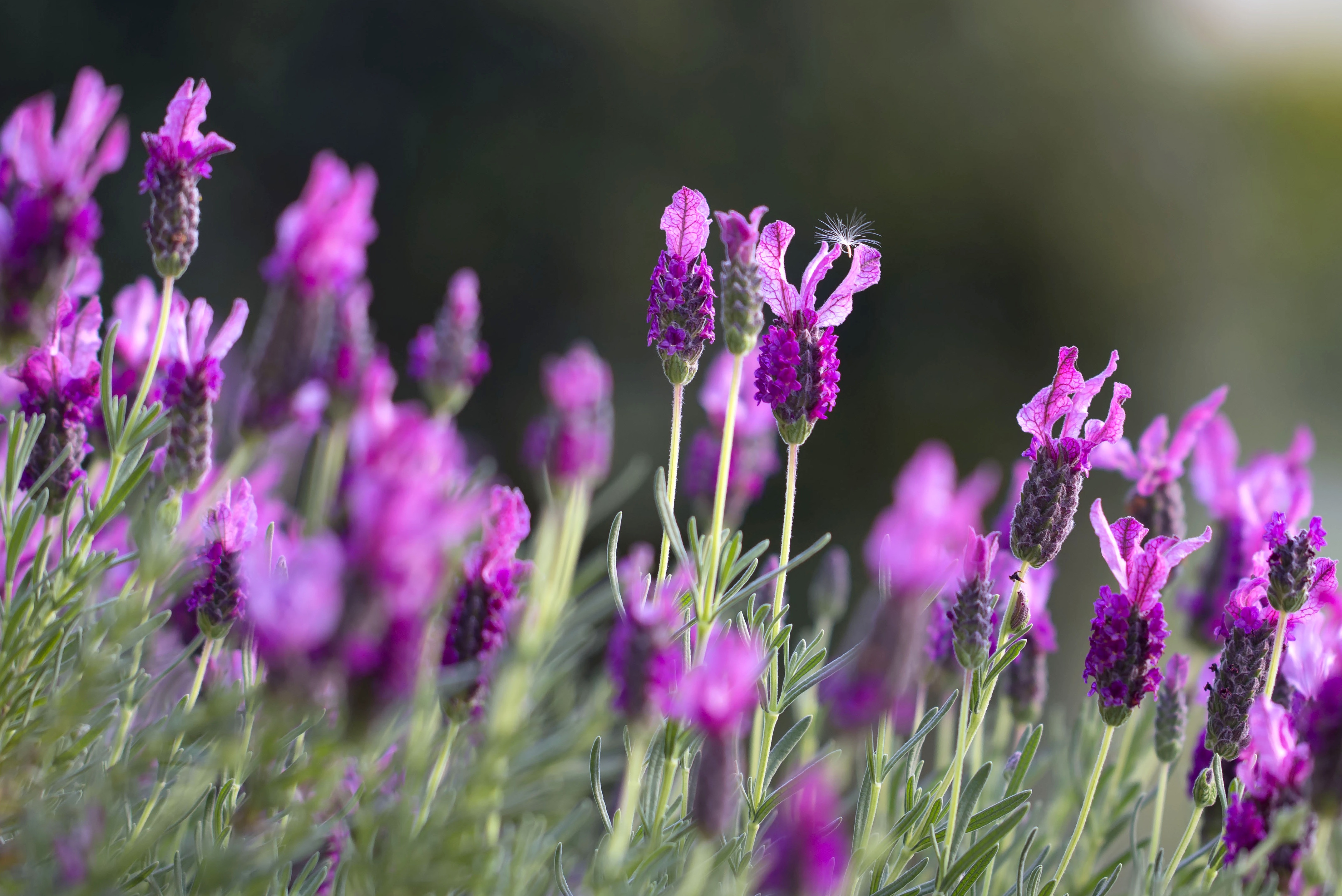早春生长的紫色花朵