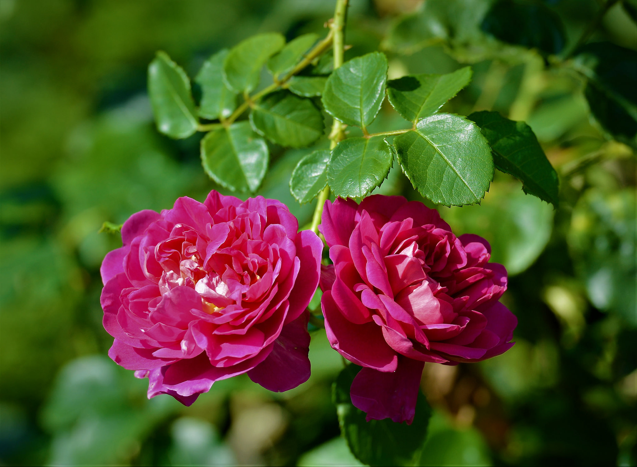 Обои розовые цветы роза два цветка на рабочий стол