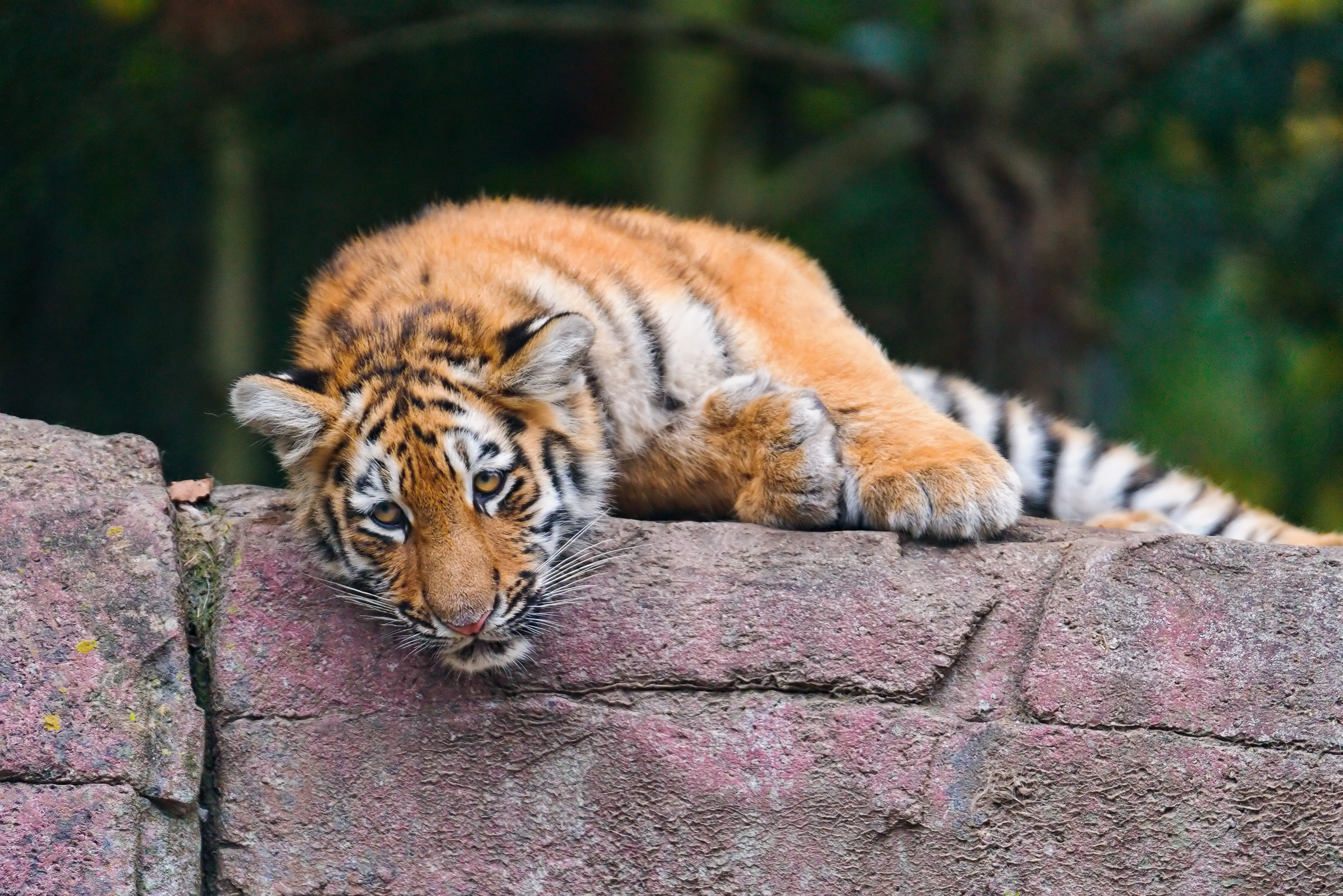 躺在石墙上的老虎
