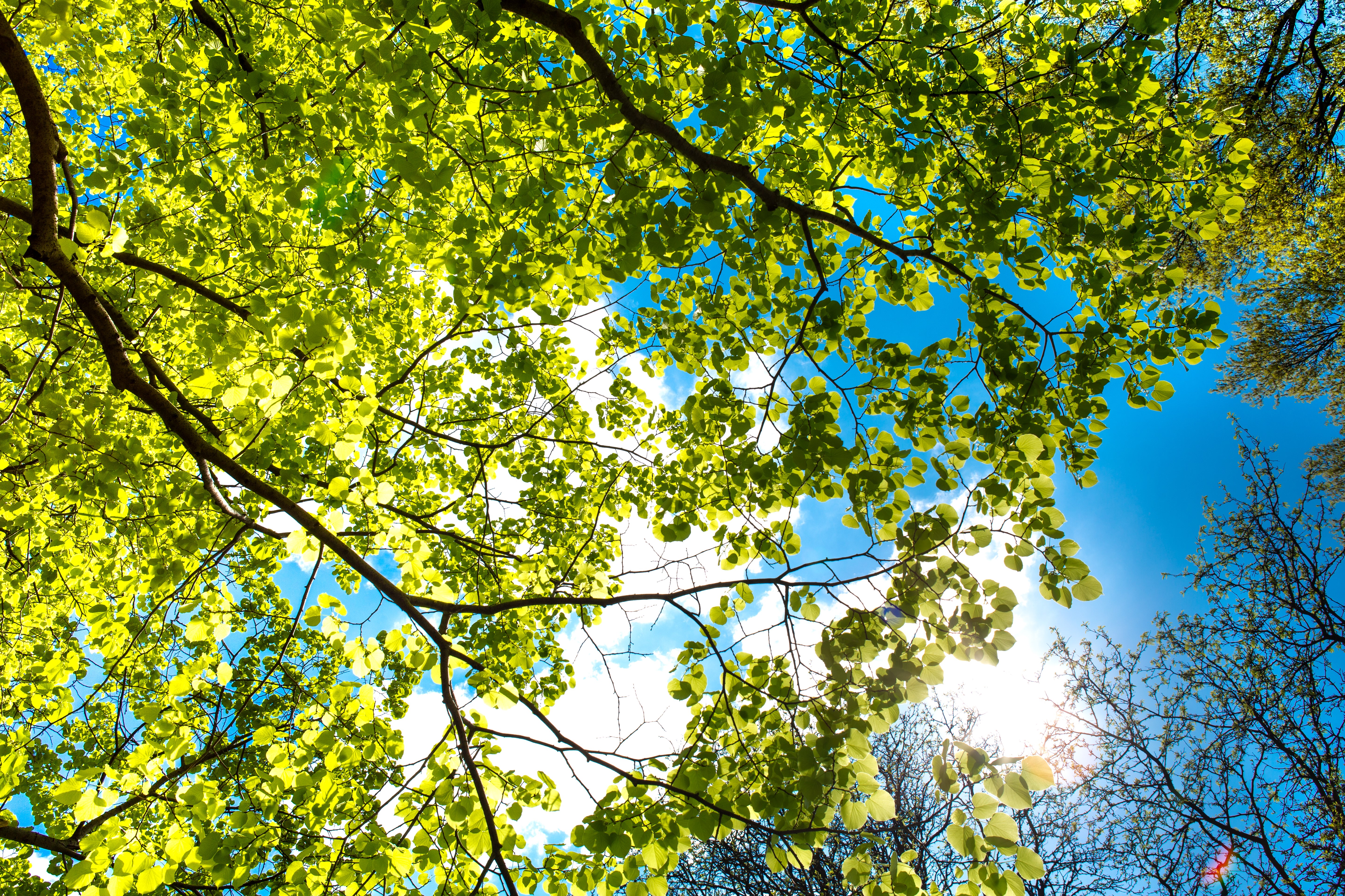 桌面上的壁纸木材 天空 春季