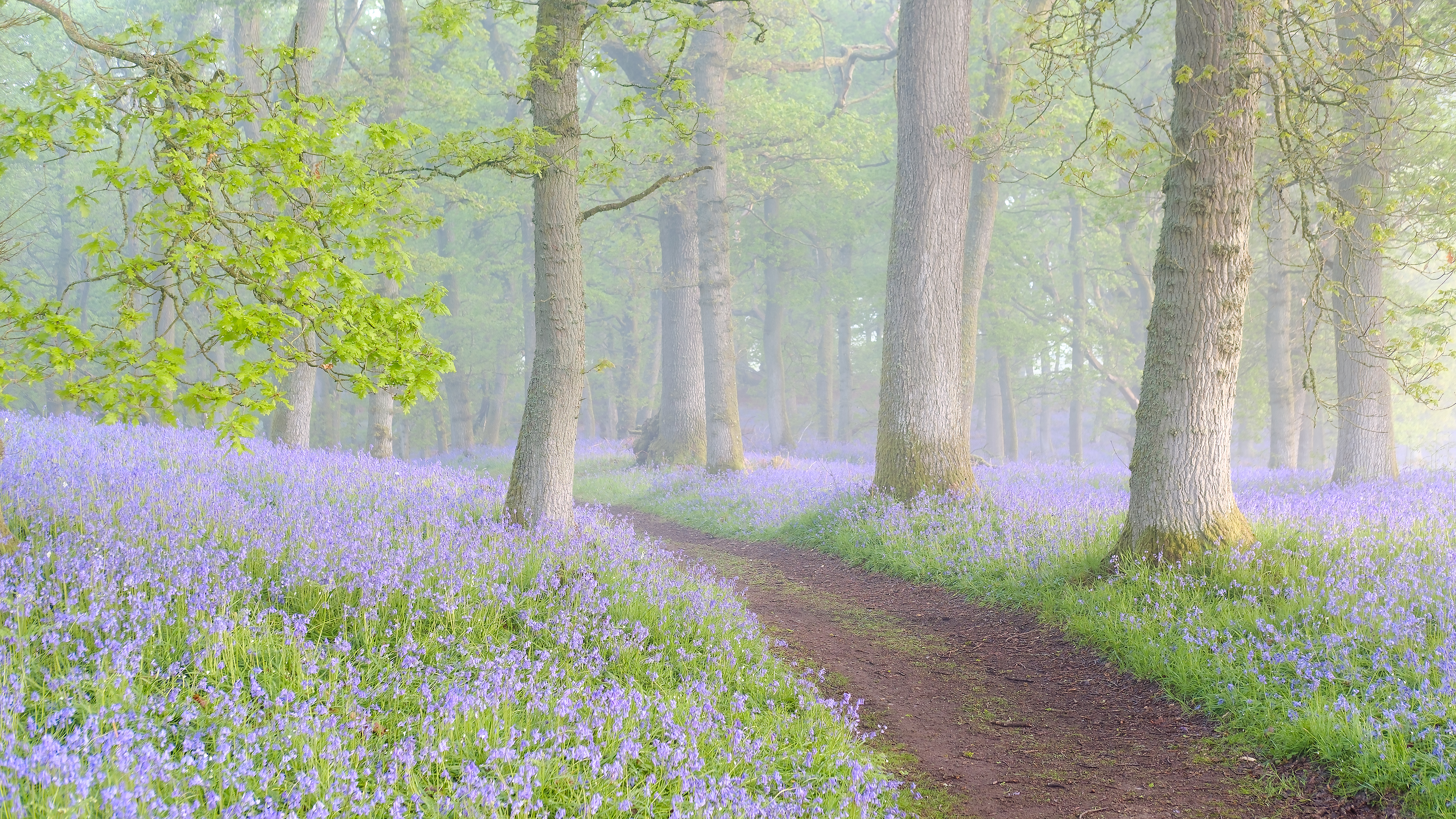 晨雾中的森林与鲜花