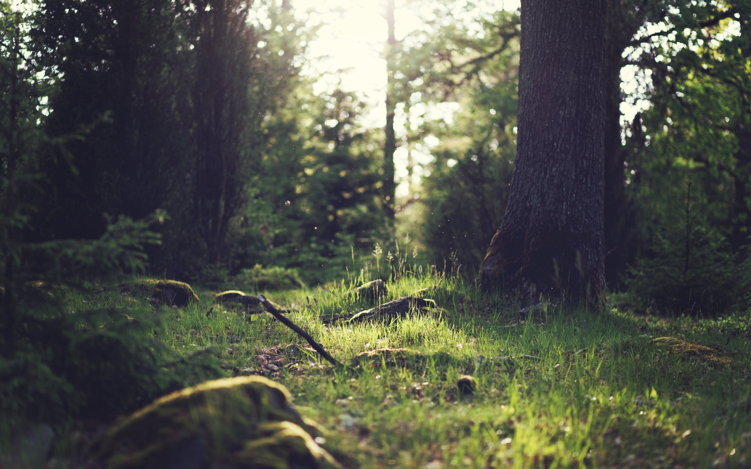 免费照片阳光明媚的日子里，树林中的夏季草坪