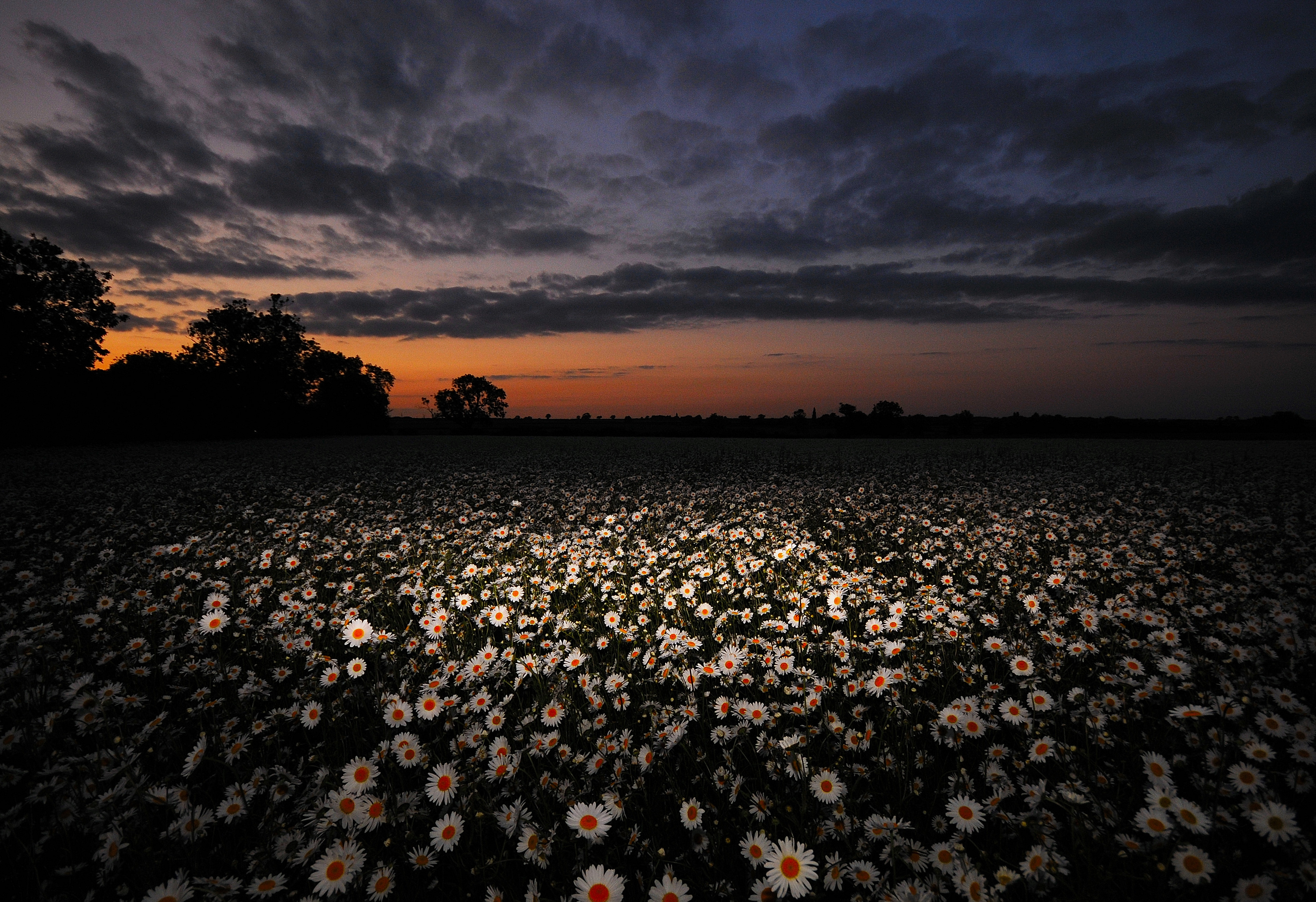 Wallpapers landscape sky daisies on the desktop