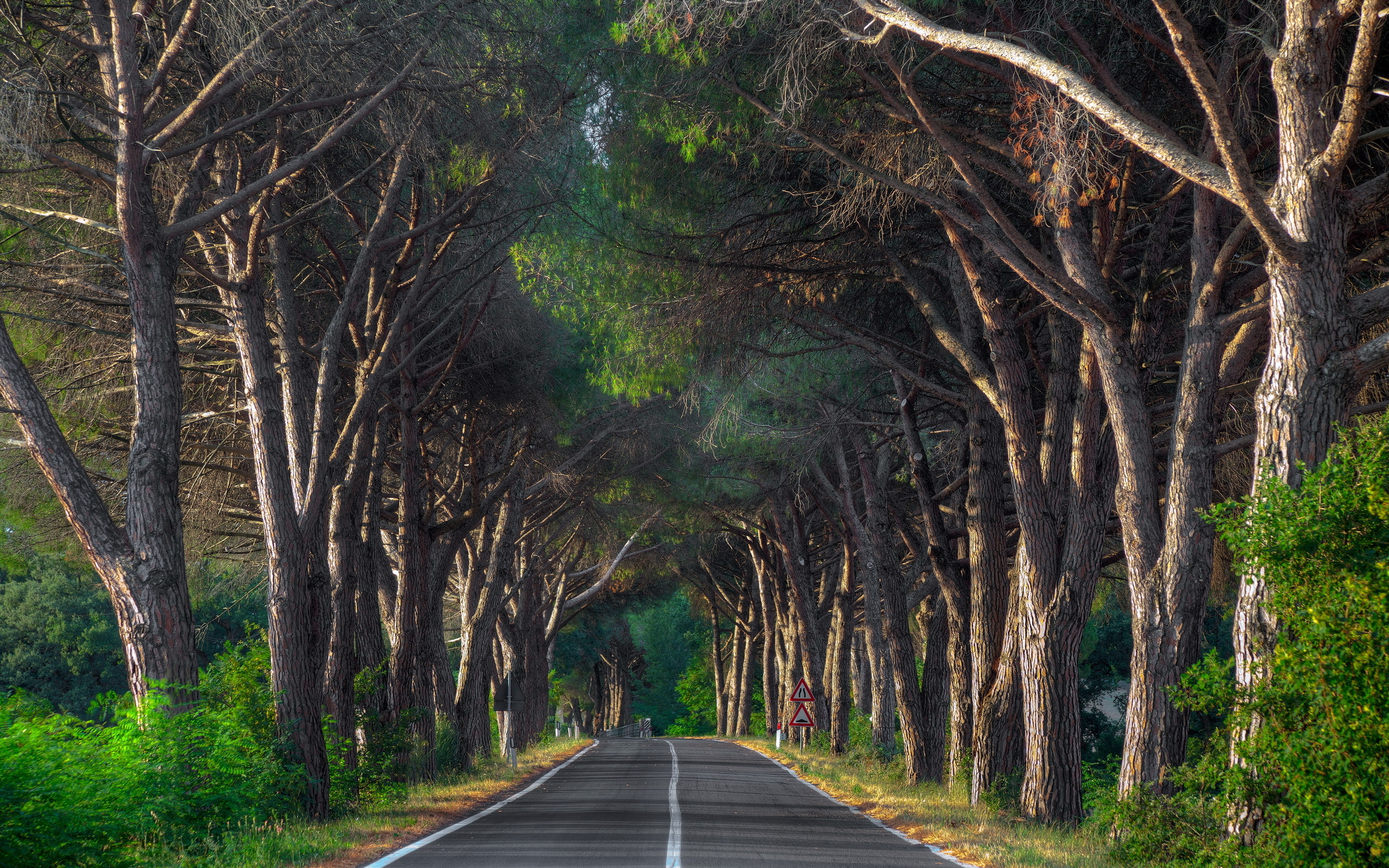 Free photo Asphalted road along old trees