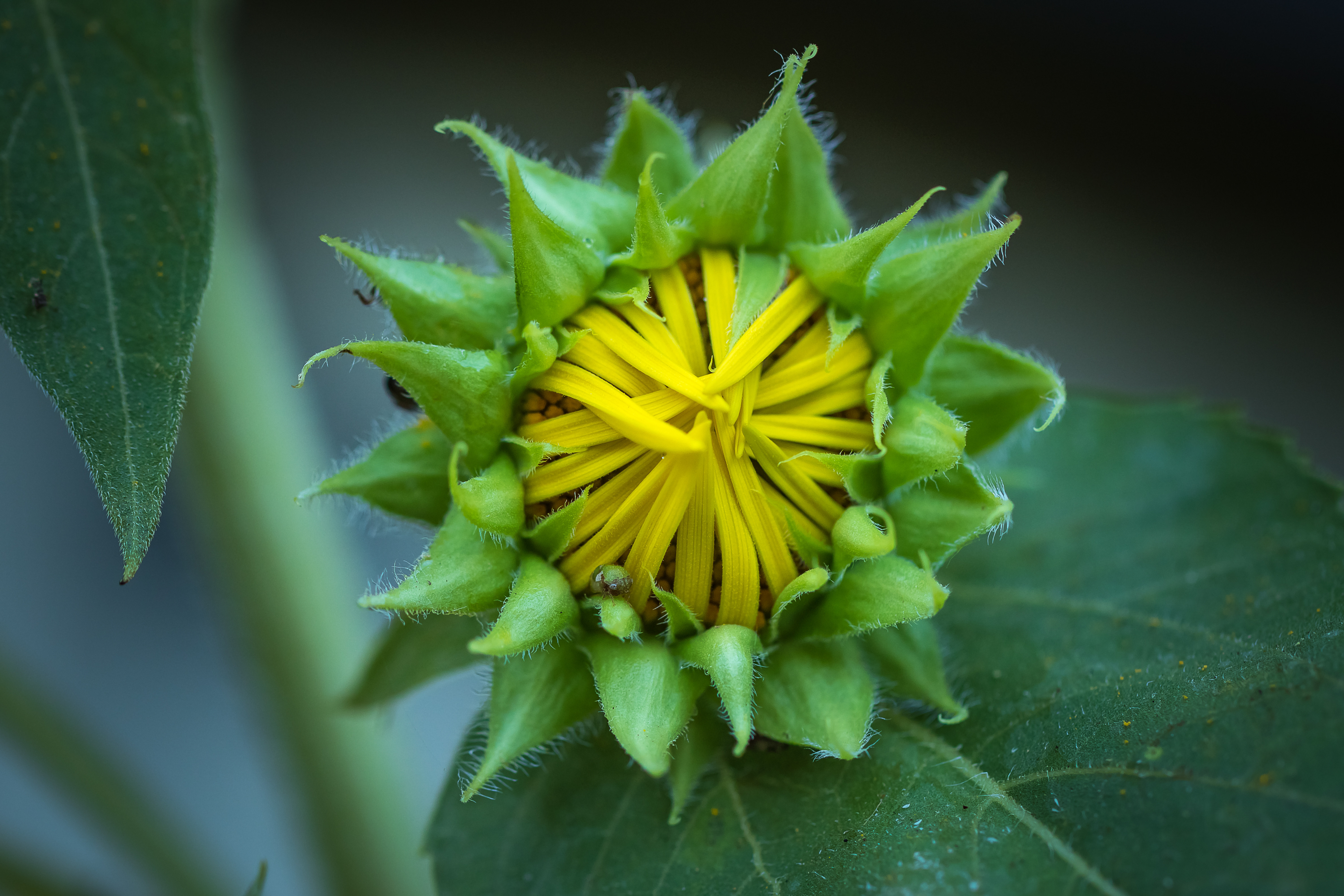 Wallpapers lonely flower sunflower flowers on the desktop