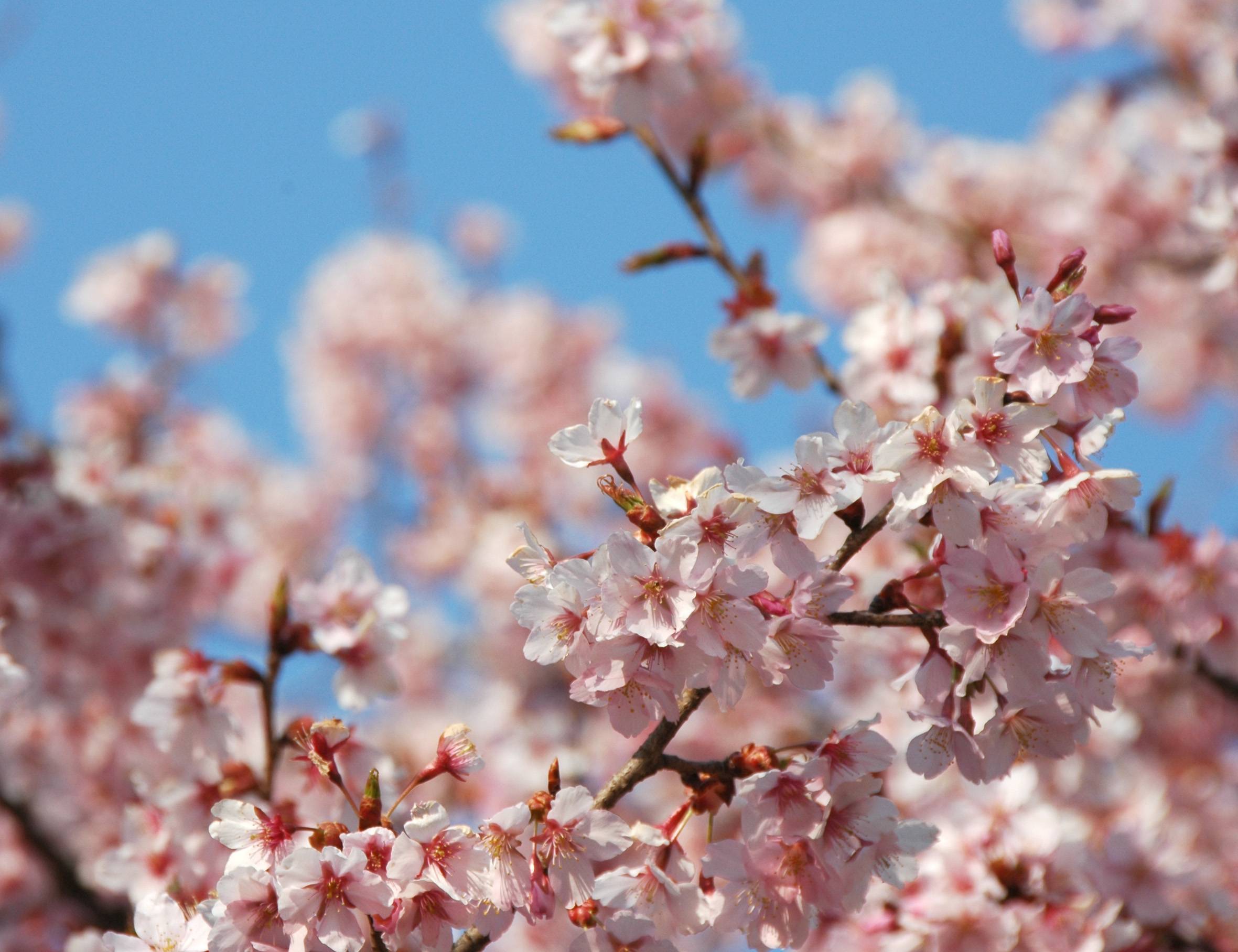 Wallpapers cherry blossoms branch sakura branches on the desktop