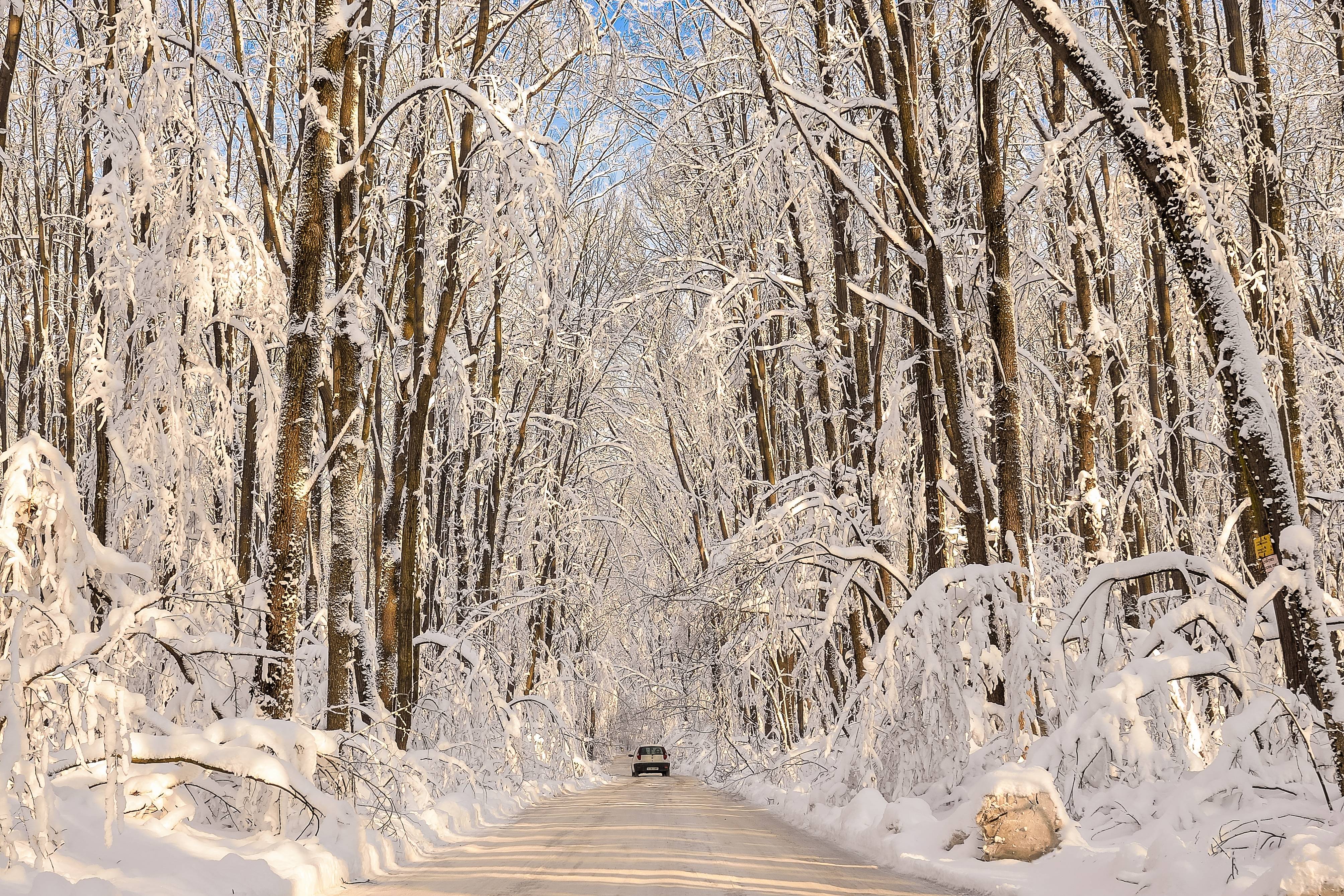 桌面上的壁纸森林 树雪 地貌