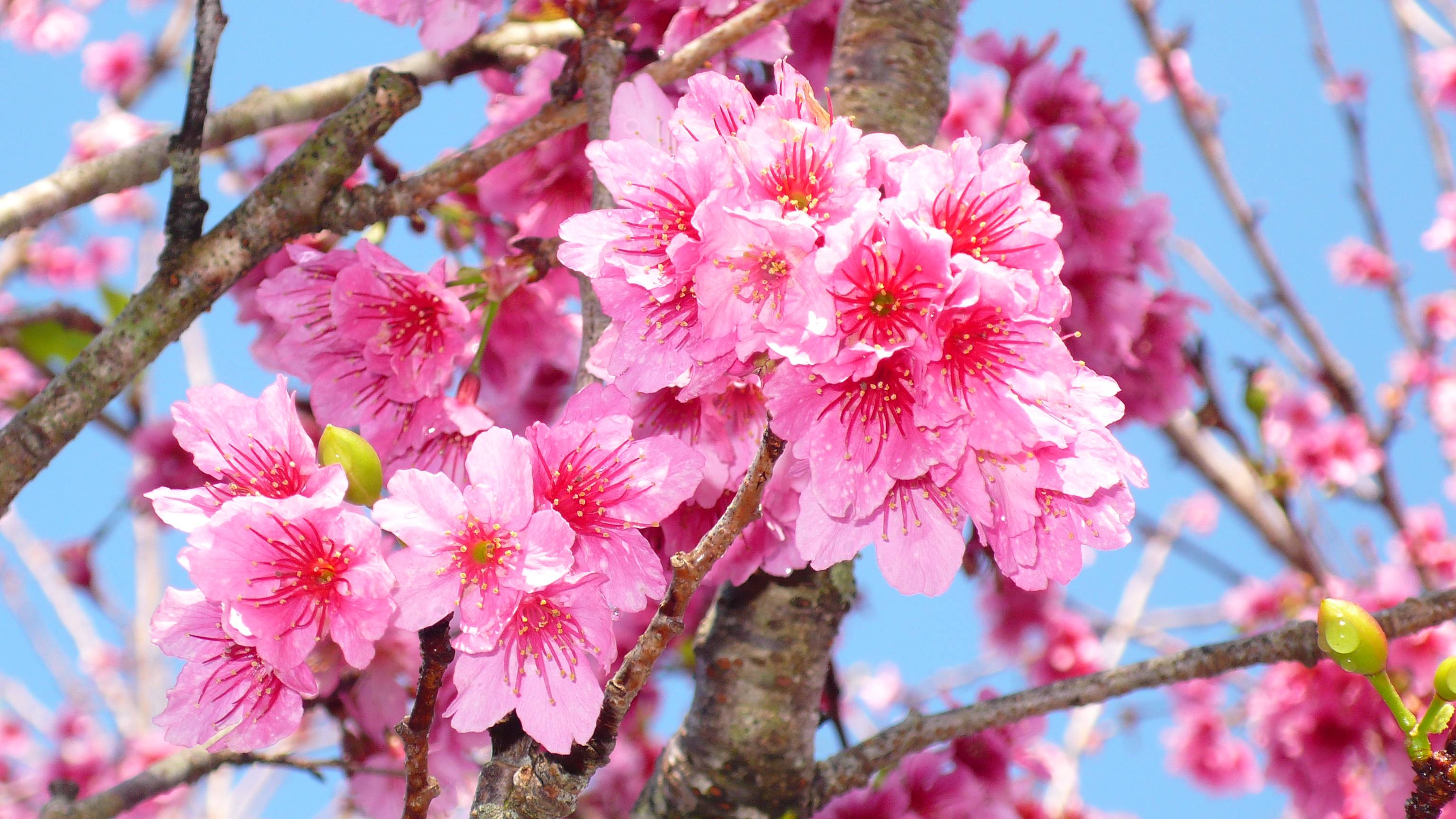 桌面上的壁纸樱花分枝 小花 粉红的花朵