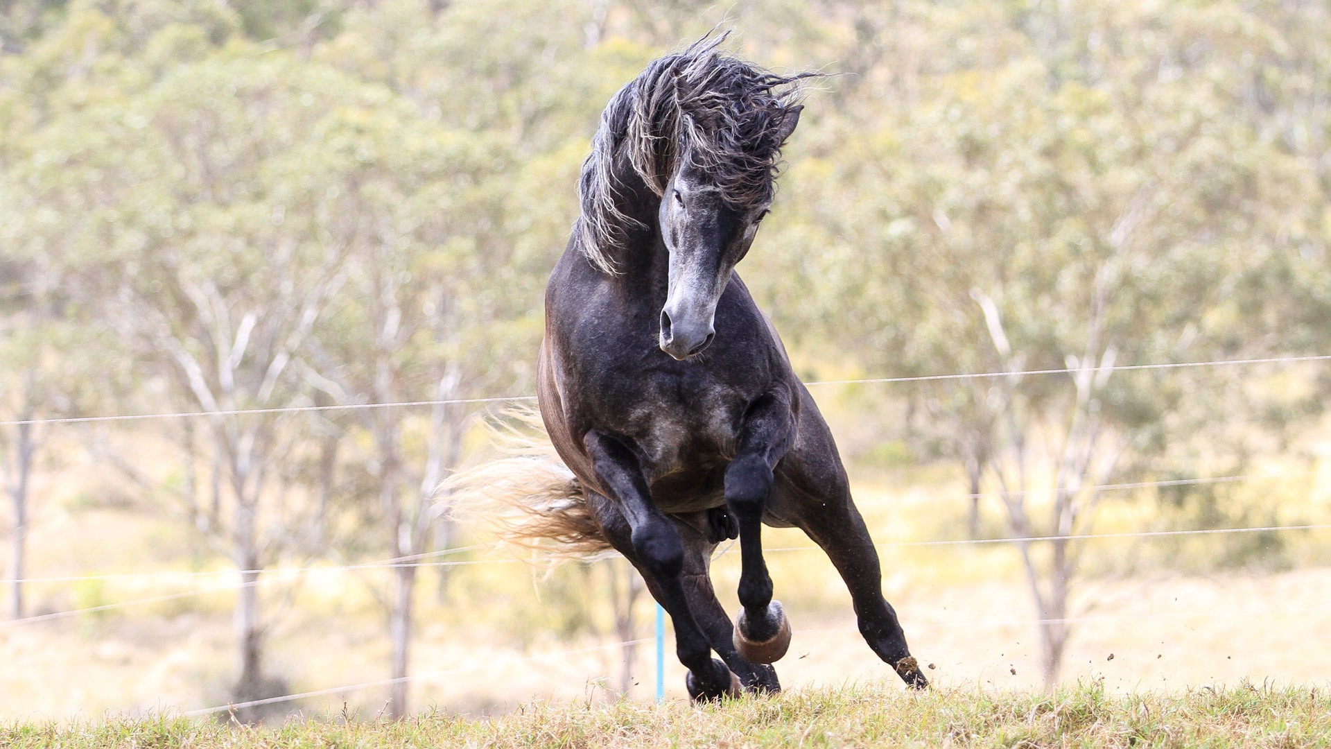 Wallpapers animals horse stallion on the desktop