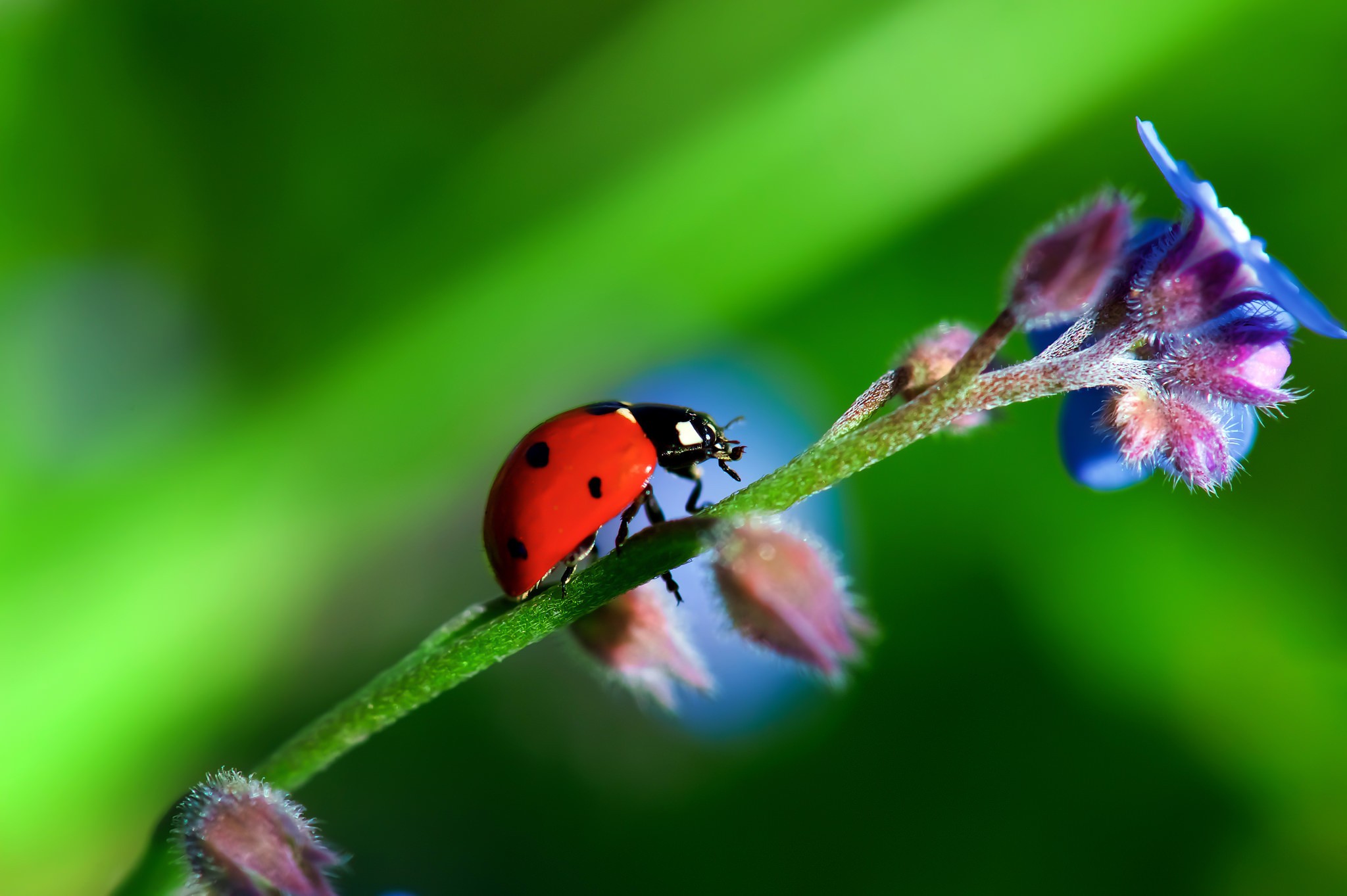 Free photo A ladybug crawls up the stem of a plant