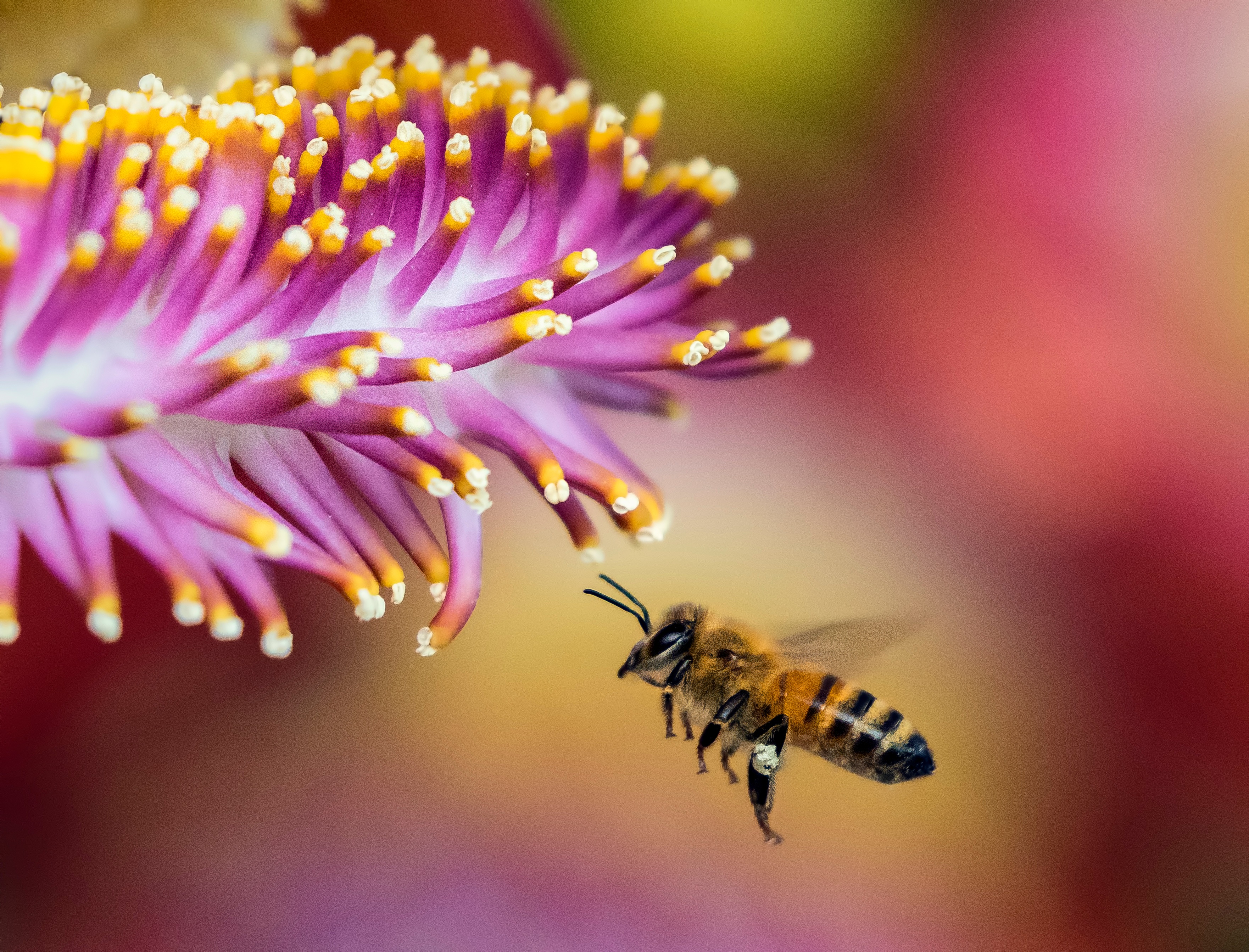 Free photo A wasp by the purple flower